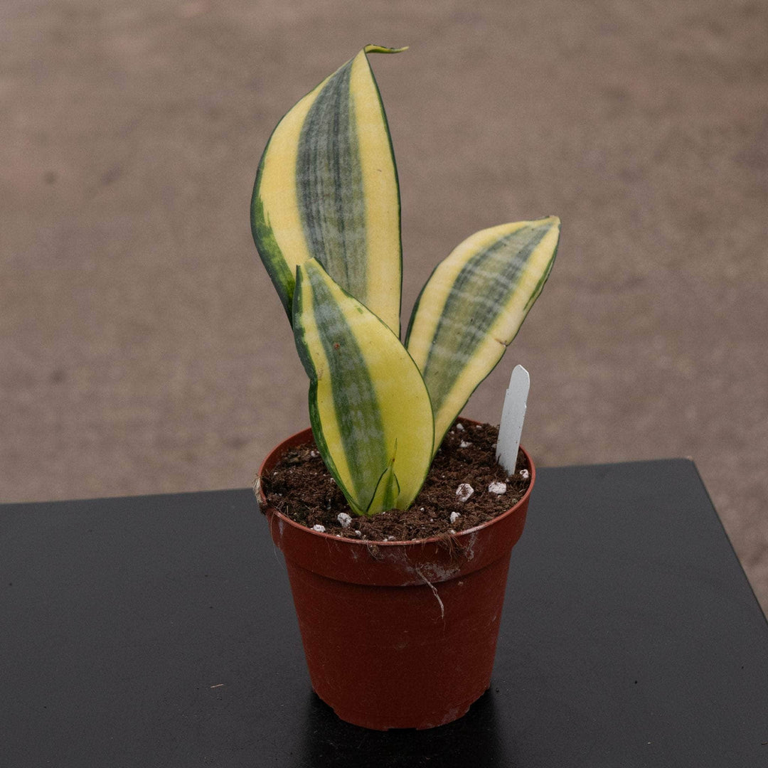 thick sansevieria Sansevieria 'Gold Dust'