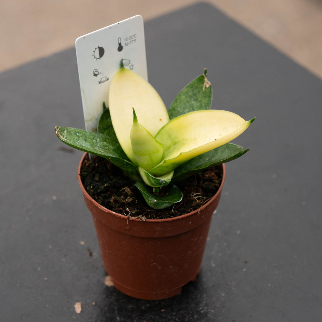 Gabriella Plants Sansevieria Hybrid 2" Sansevieria 'Golden Child'