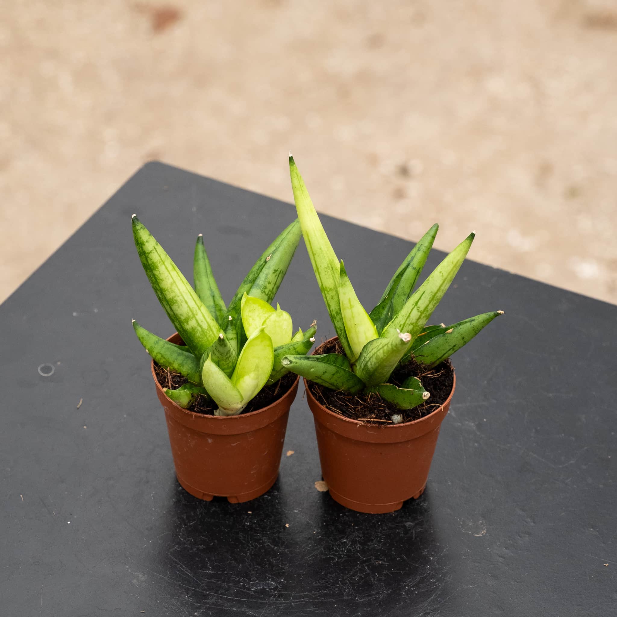 Sansevieria 'Golden Child' - Gabriella Plants