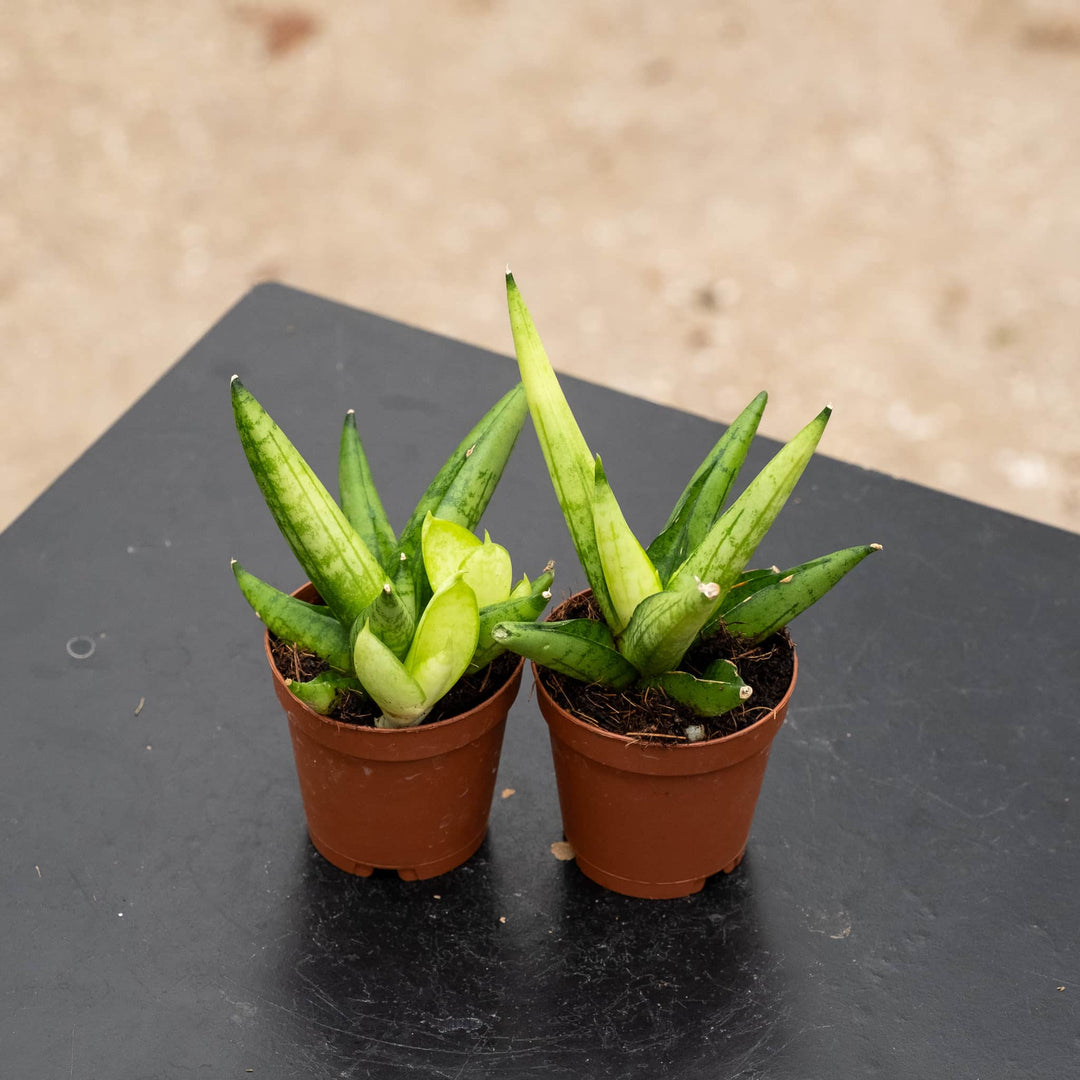 mini sansevieria Sansevieria 'Golden Child'
