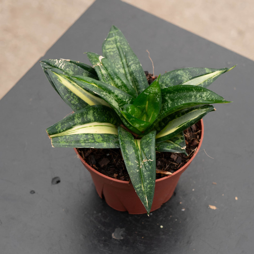 sansevieria trifasciata precio Sansevieria 'Golden Wendy'