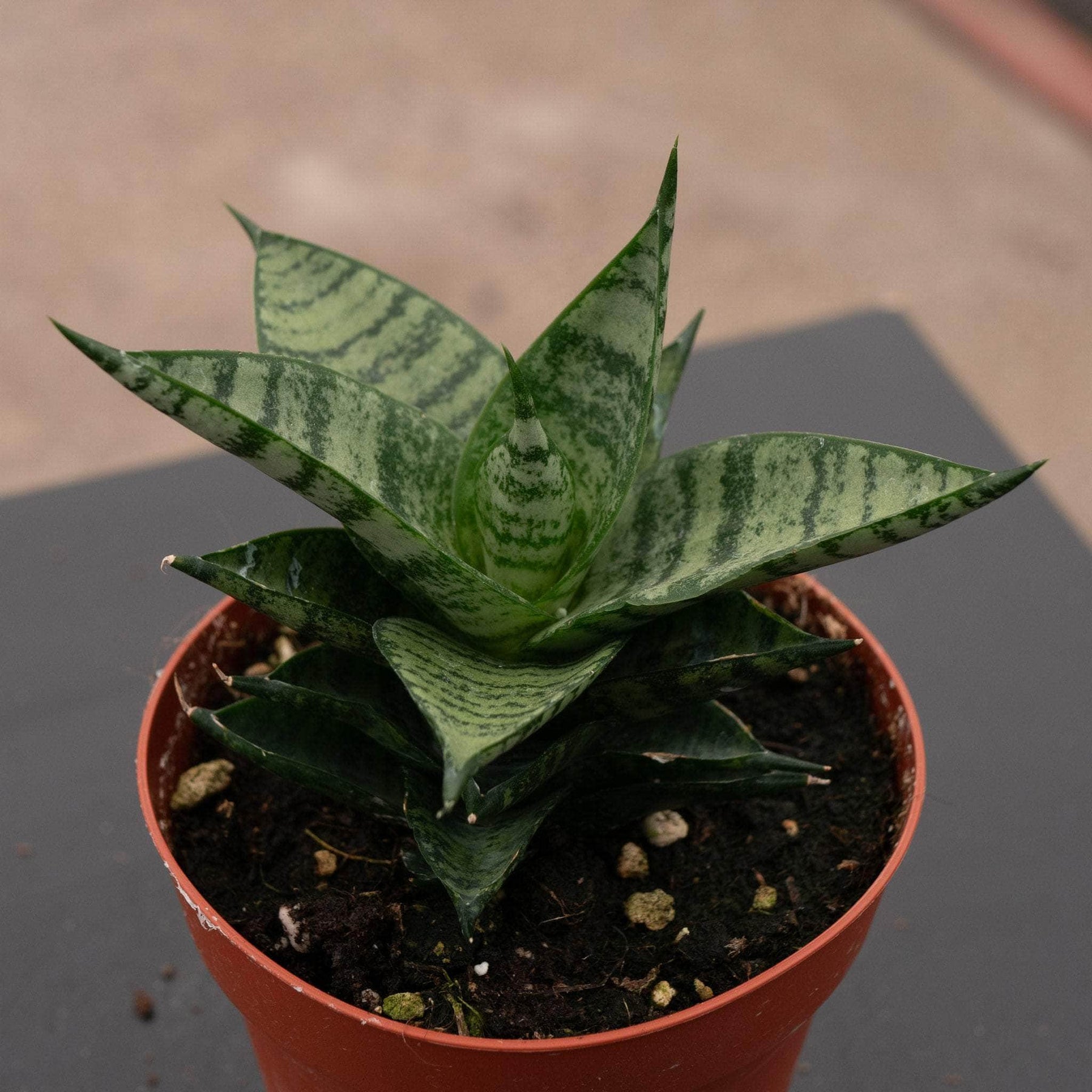 sansevieria hahnii jade pagoda Sansevieria 'Jade Pagoda'
