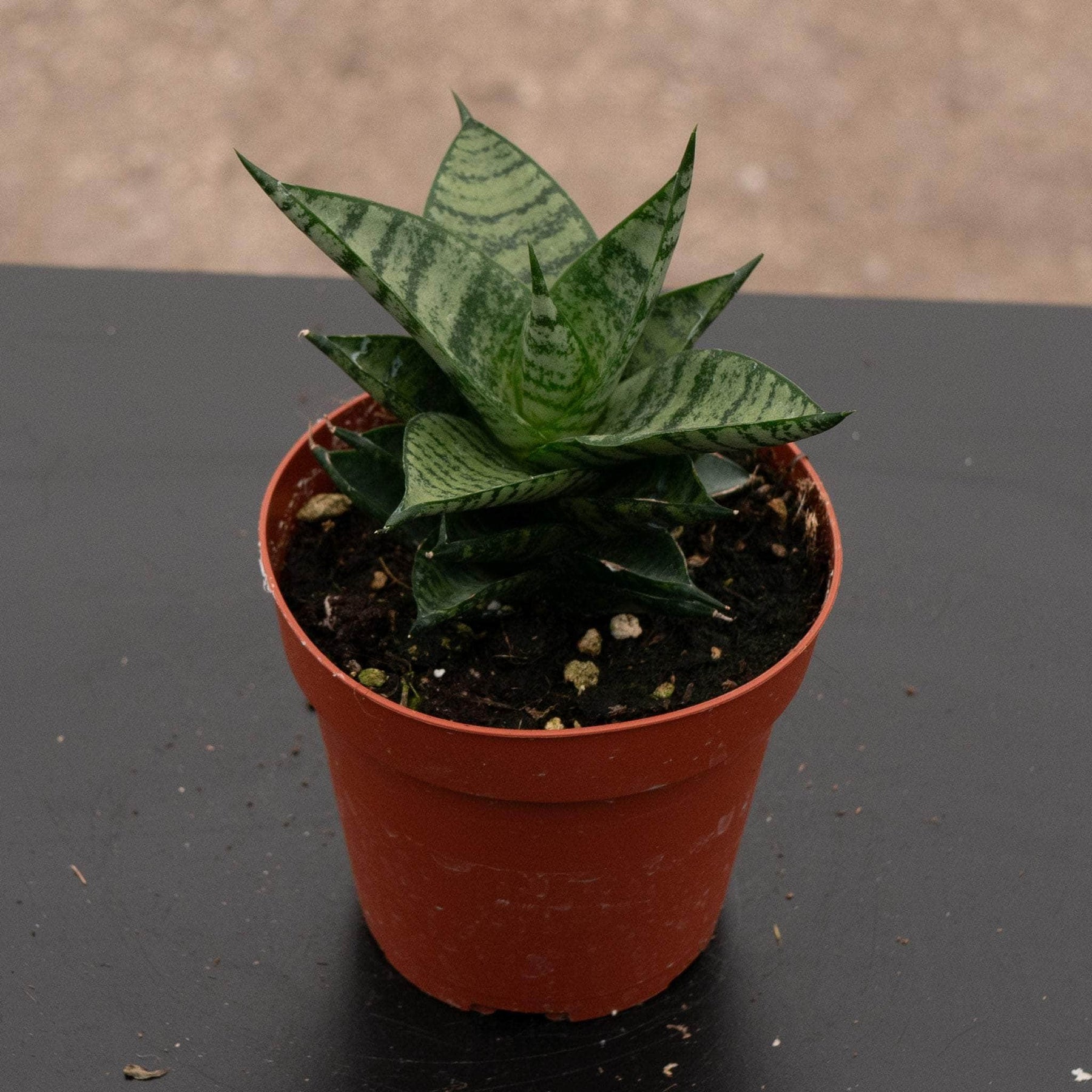 jade pagoda sansevieria Sansevieria 'Jade Pagoda'