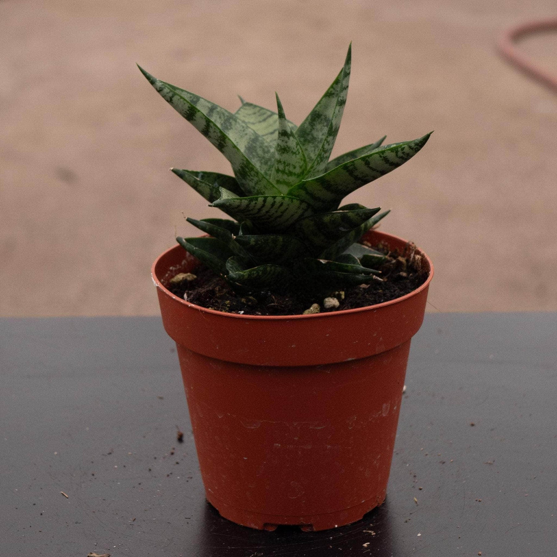 jade pagoda plant Sansevieria 'Jade Pagoda'