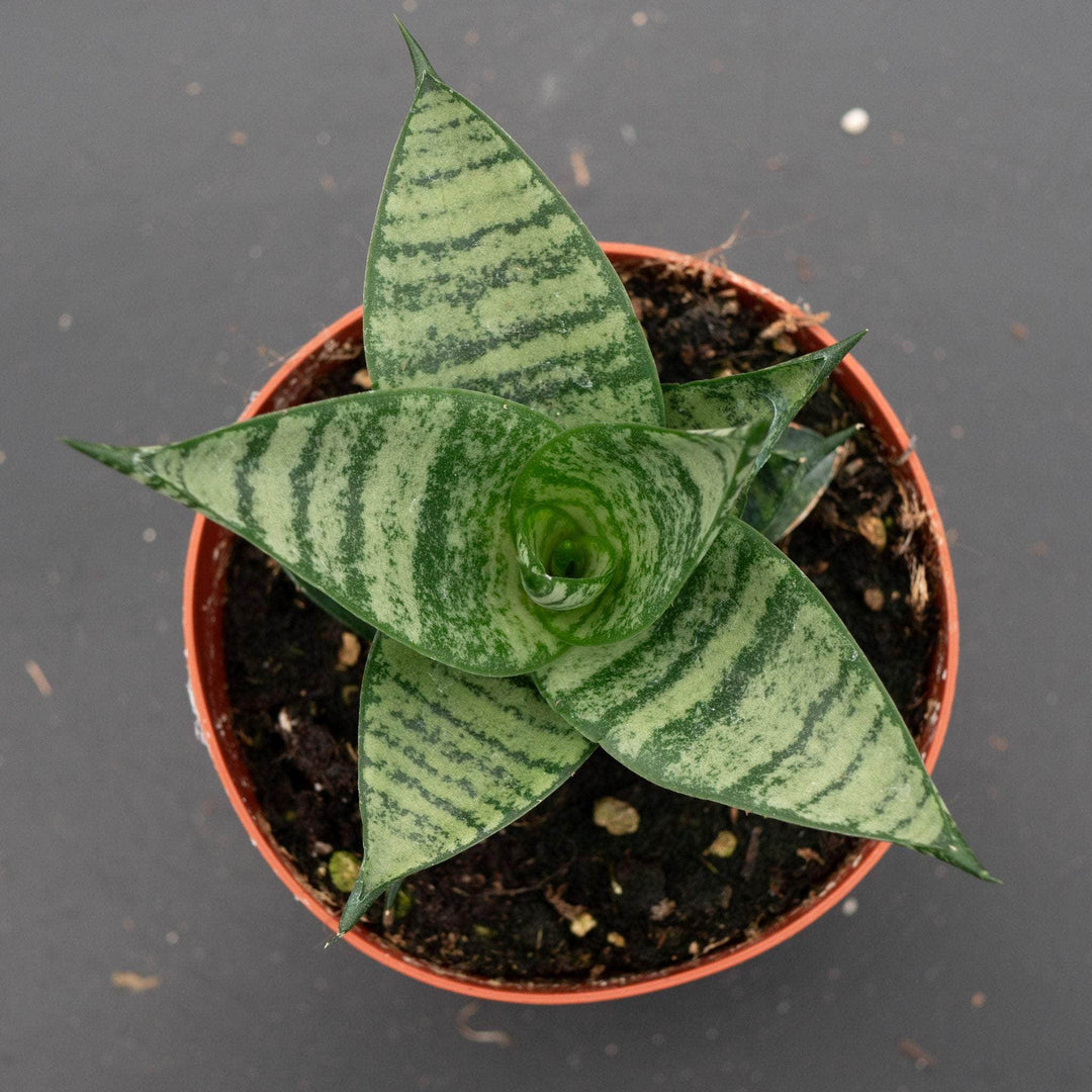 sansevieria hahnii jade pagoda Sansevieria 'Jade Pagoda'