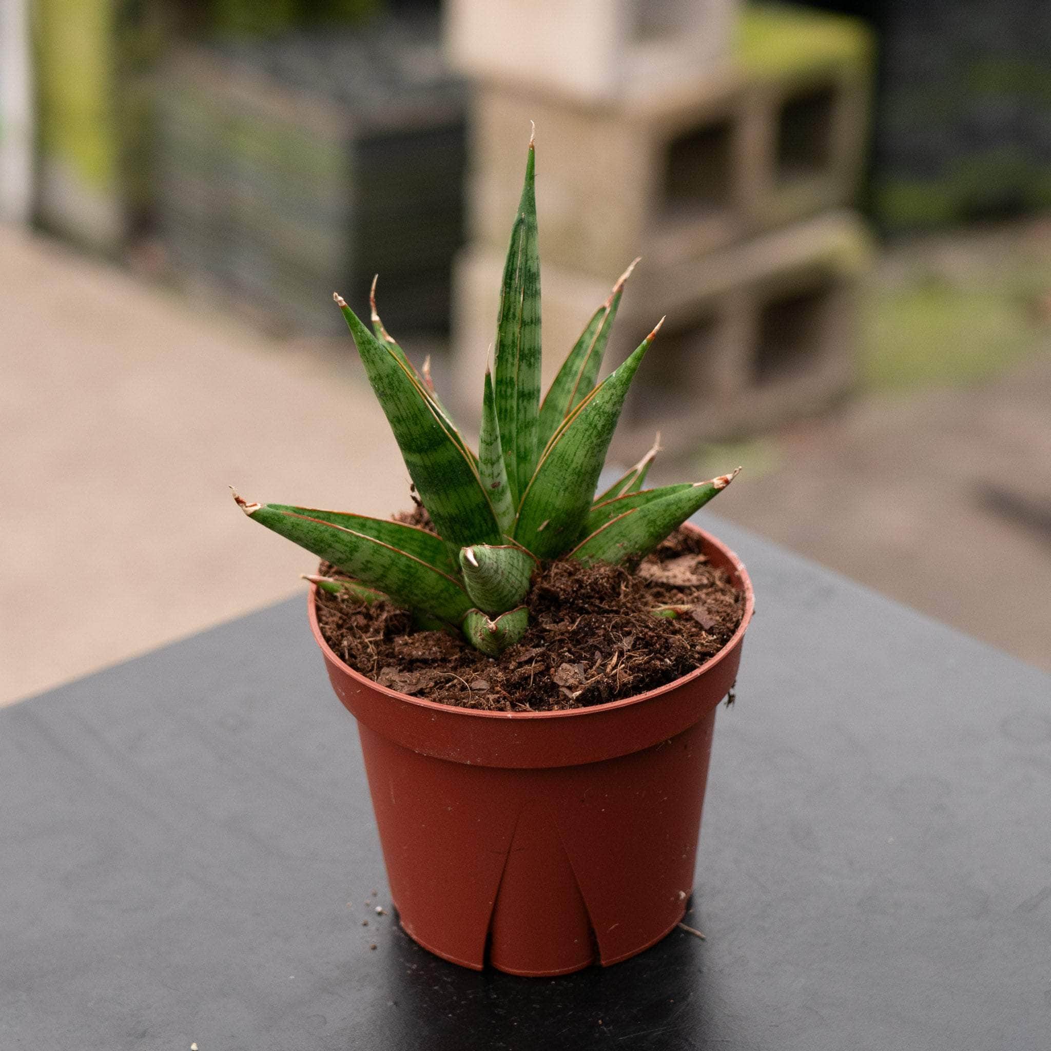 sansevieria ayo crown Sansevieria 'Jewel Crown'