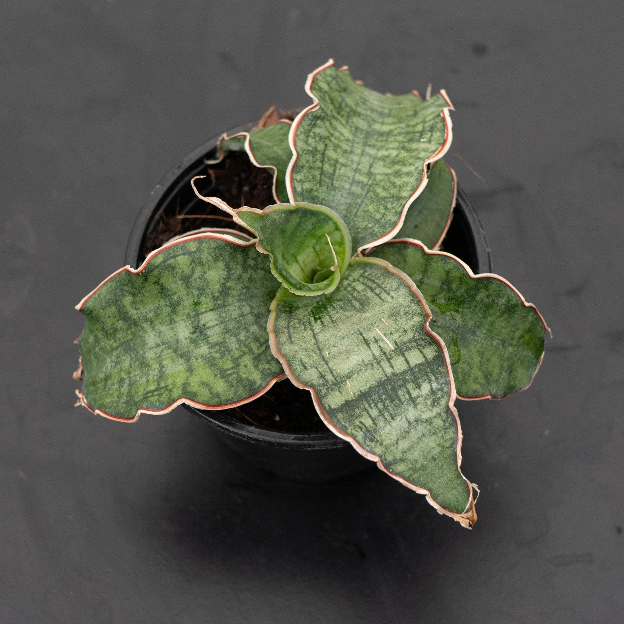 cleopatra sansevieria Sansevieria kirkii 'Cleopatra'
