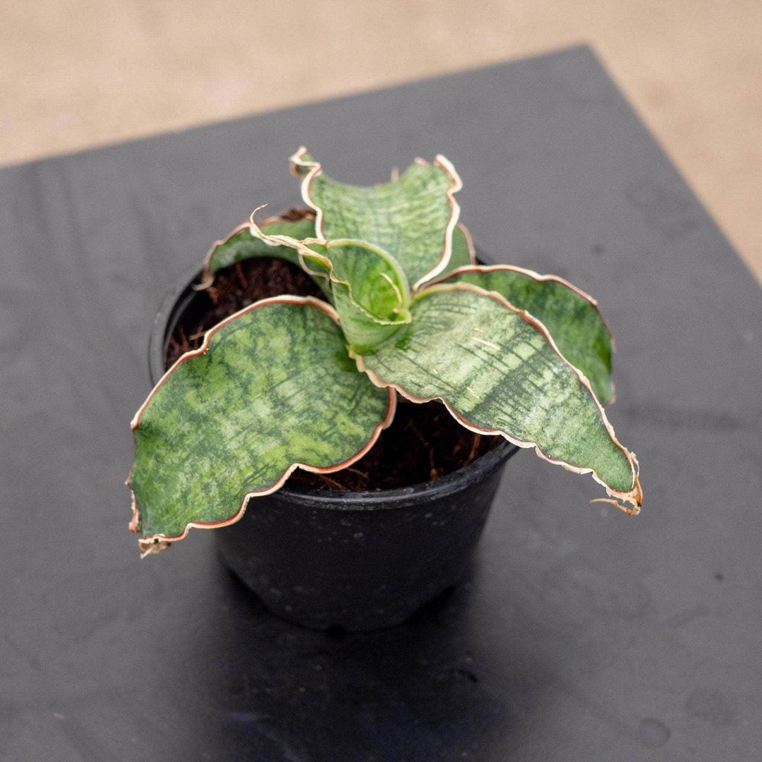 sansevieria kirkii star Sansevieria kirkii 'Cleopatra'