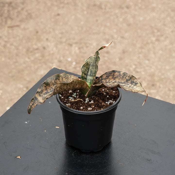 Gabriella Plants Sansevieria 4" Sansevieria kirkii ‘Coppertone’
