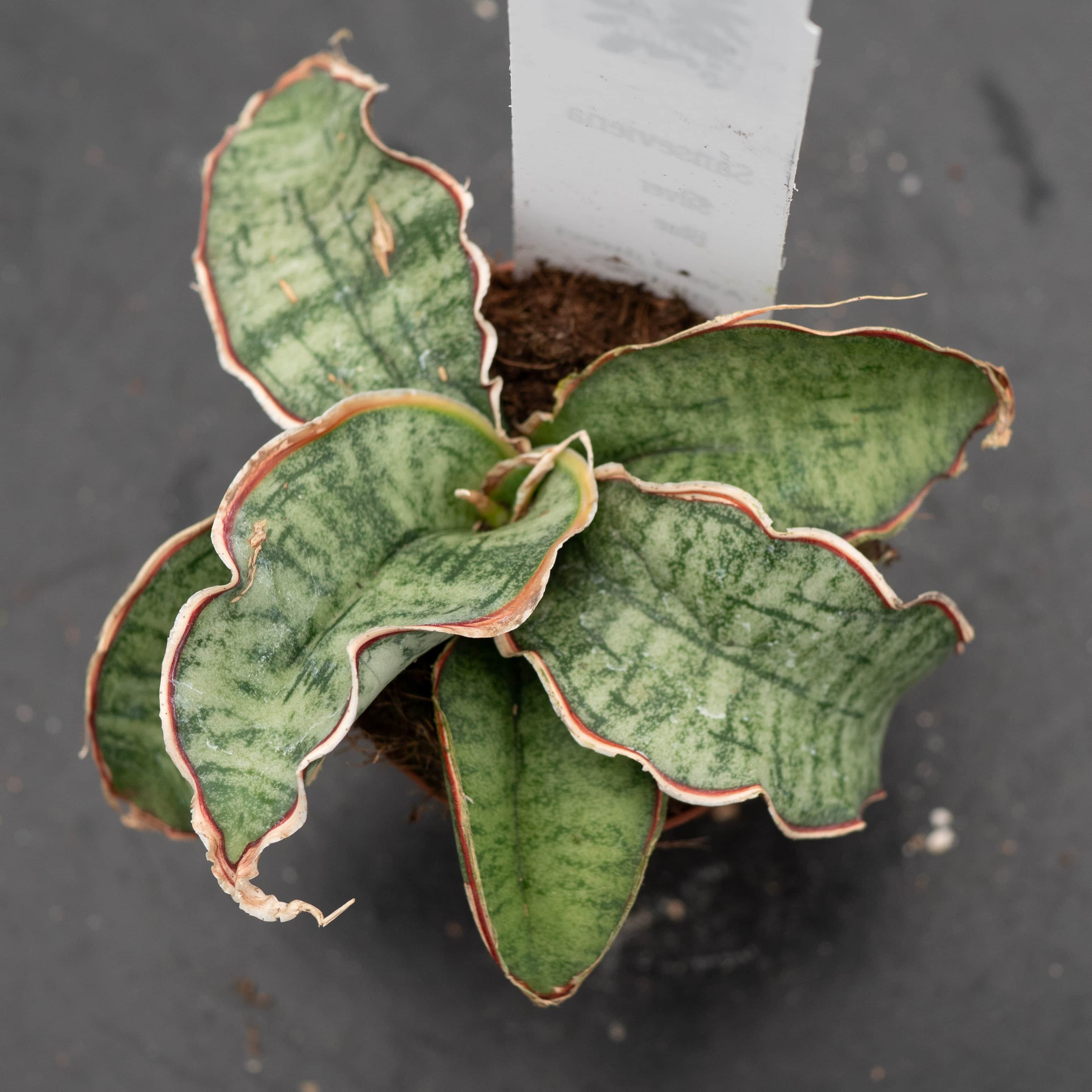 Gabriella Plants Sansevieria kirkii - Thumbnail 3