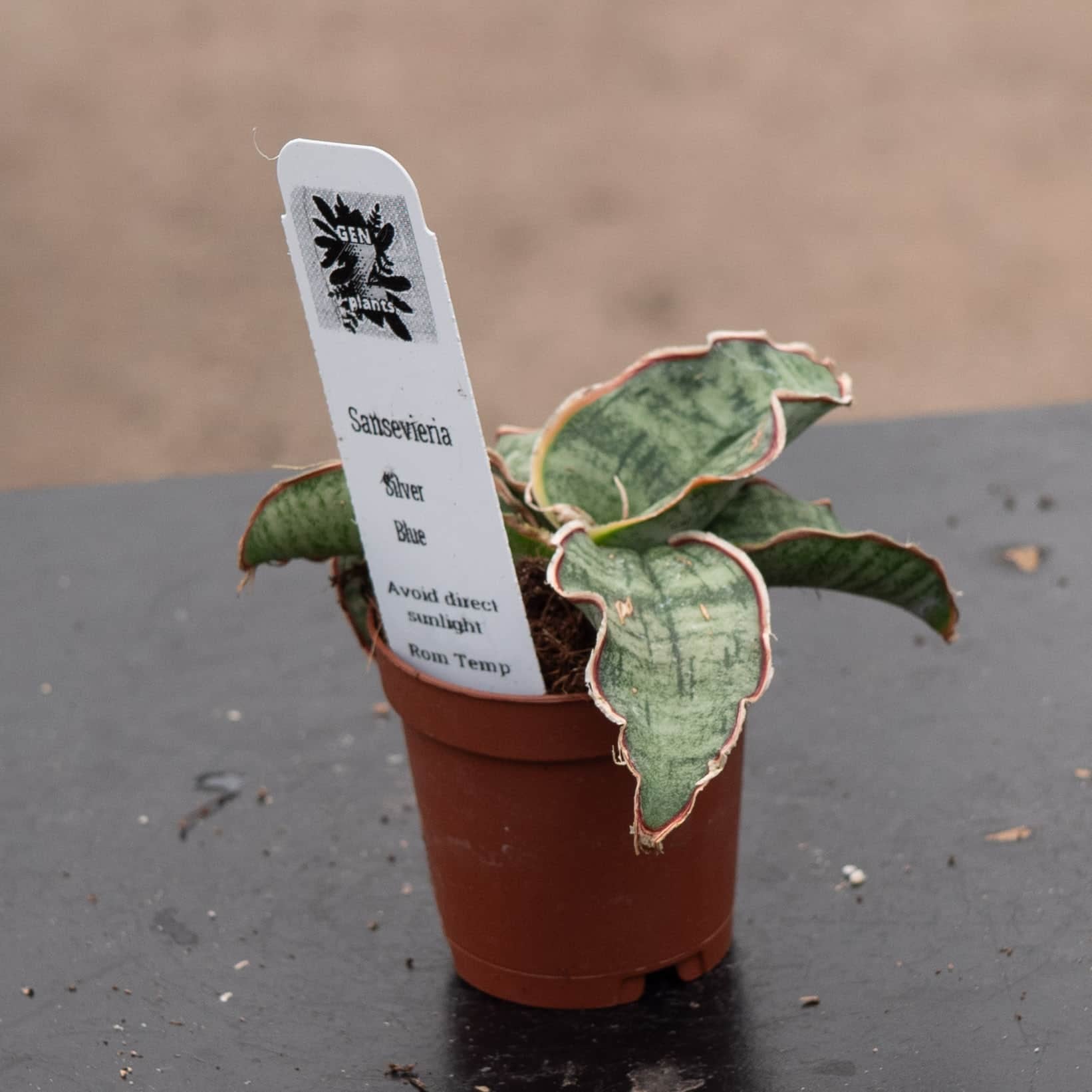 Gabriella Plants Sansevieria kirkii - Thumbnail 4