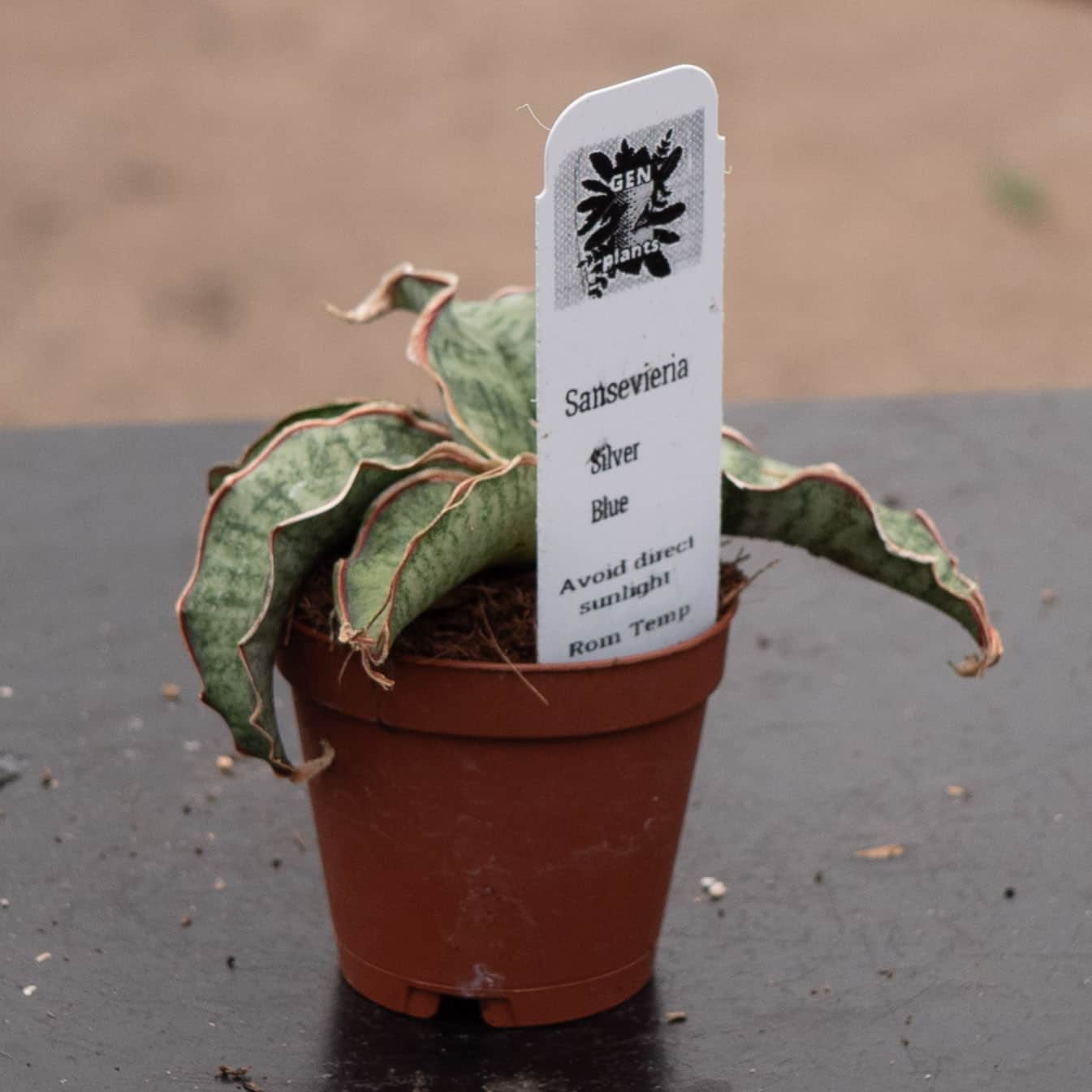 Gabriella Plants Sansevieria kirkii - Thumbnail 5