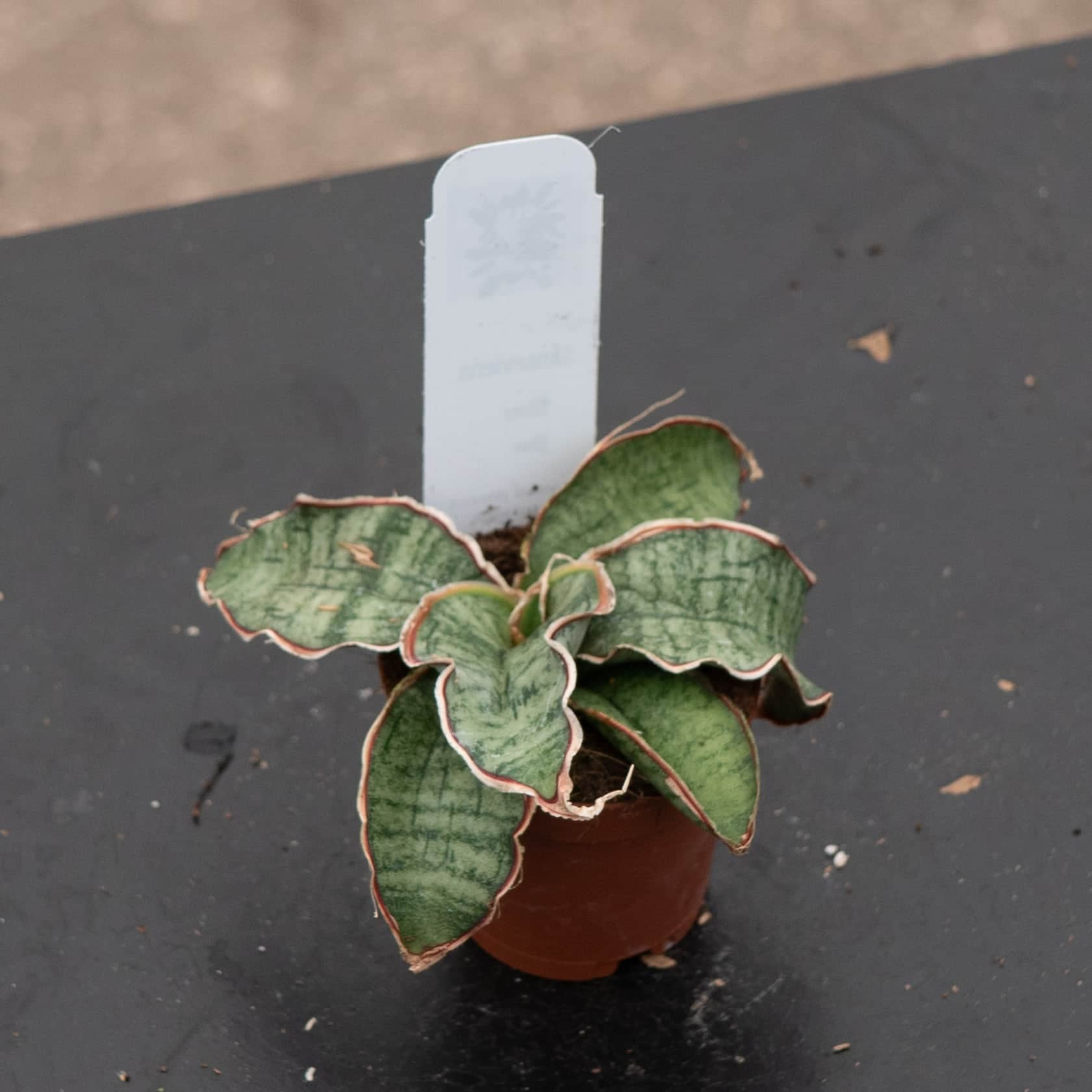 sansevieria kirkii variegated Sansevieria kirkii ‘Silver Blue’