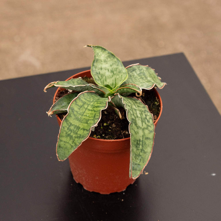 sansevieria silver blue variegated Sansevieria kirkii 'Silver Blue'