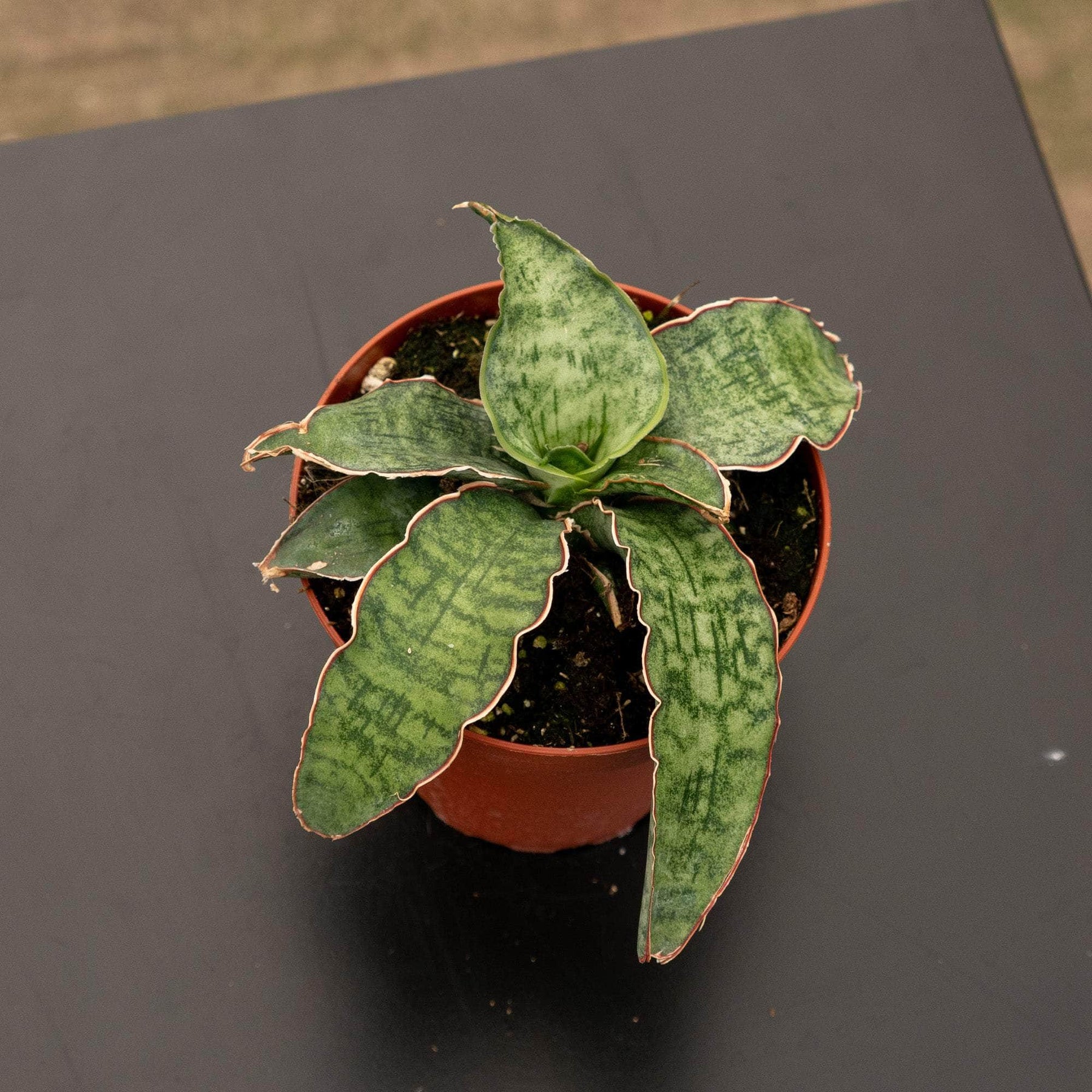 sansevieria silver Sansevieria kirkii ‘Silver Blue’