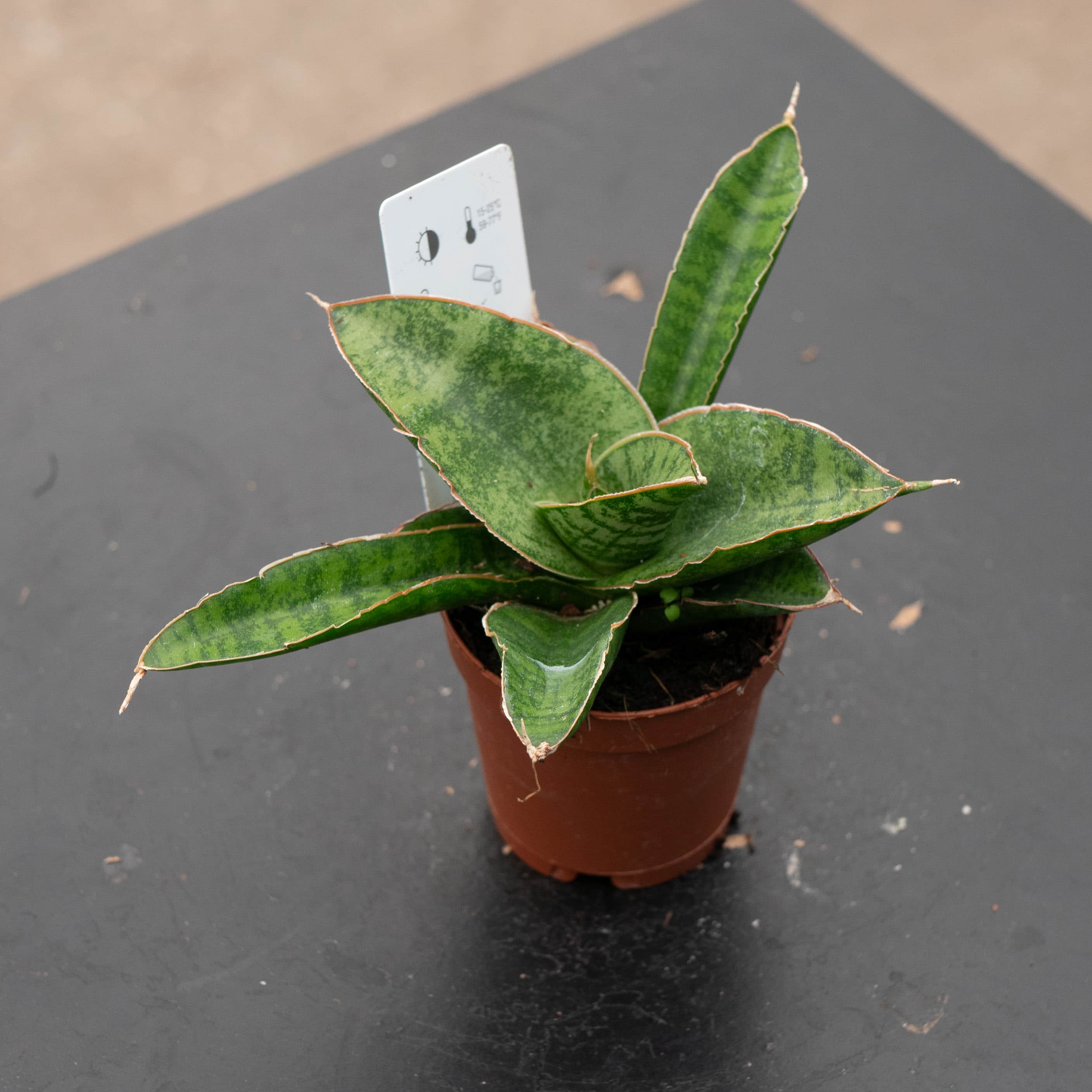 sansevieria spp Sansevieria 'Lady Gaga'