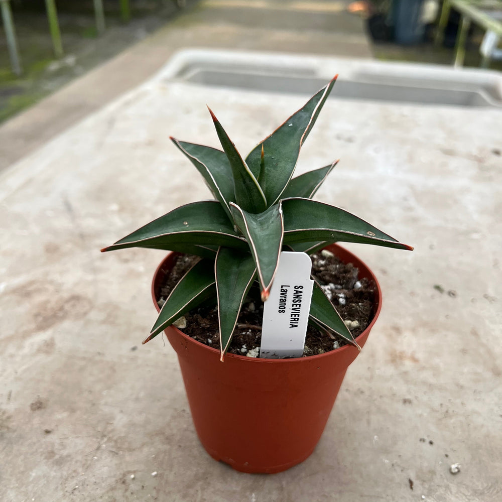 sansevieria amazon Sansevieria lavranos