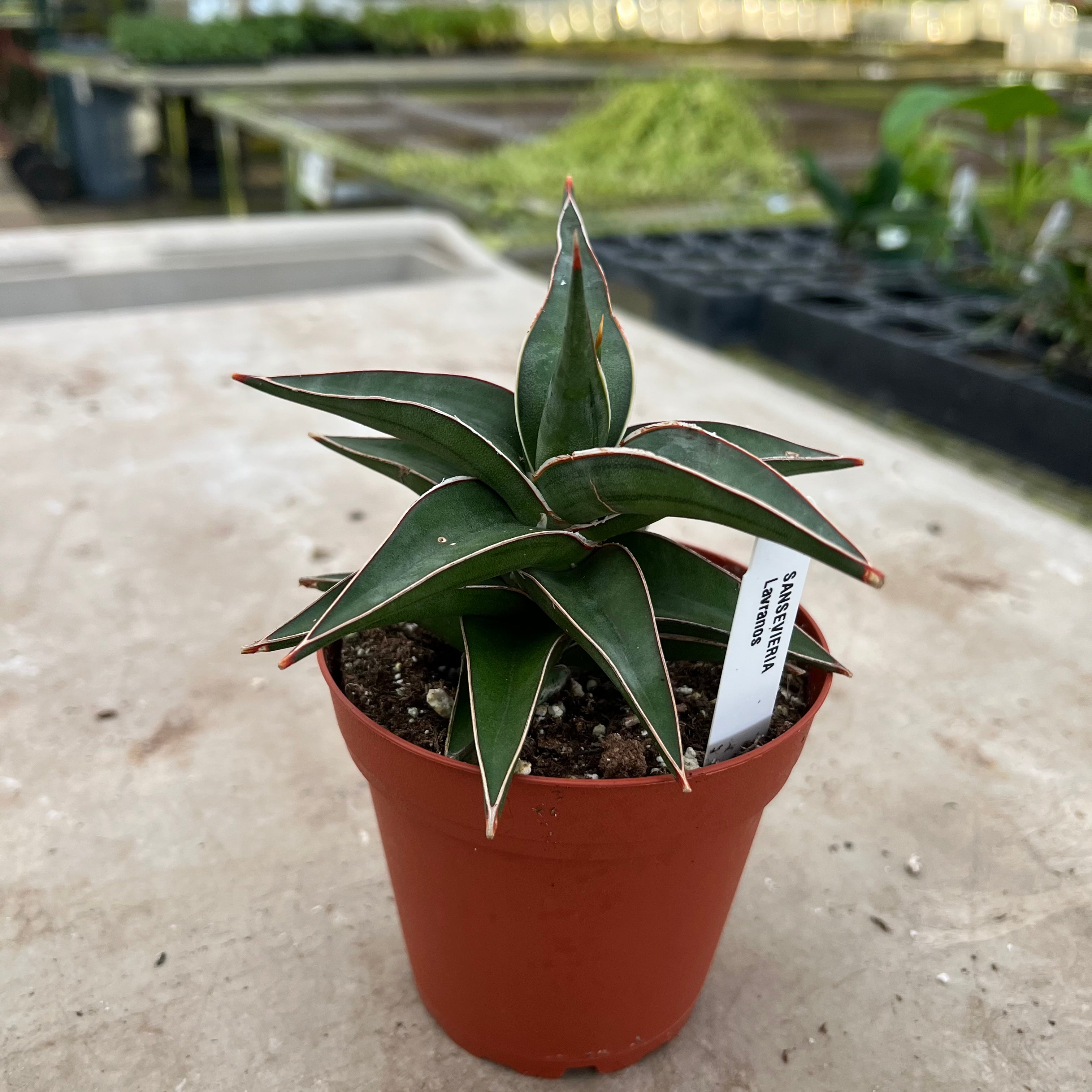 lavranos sansevieria Sansevieria lavranos