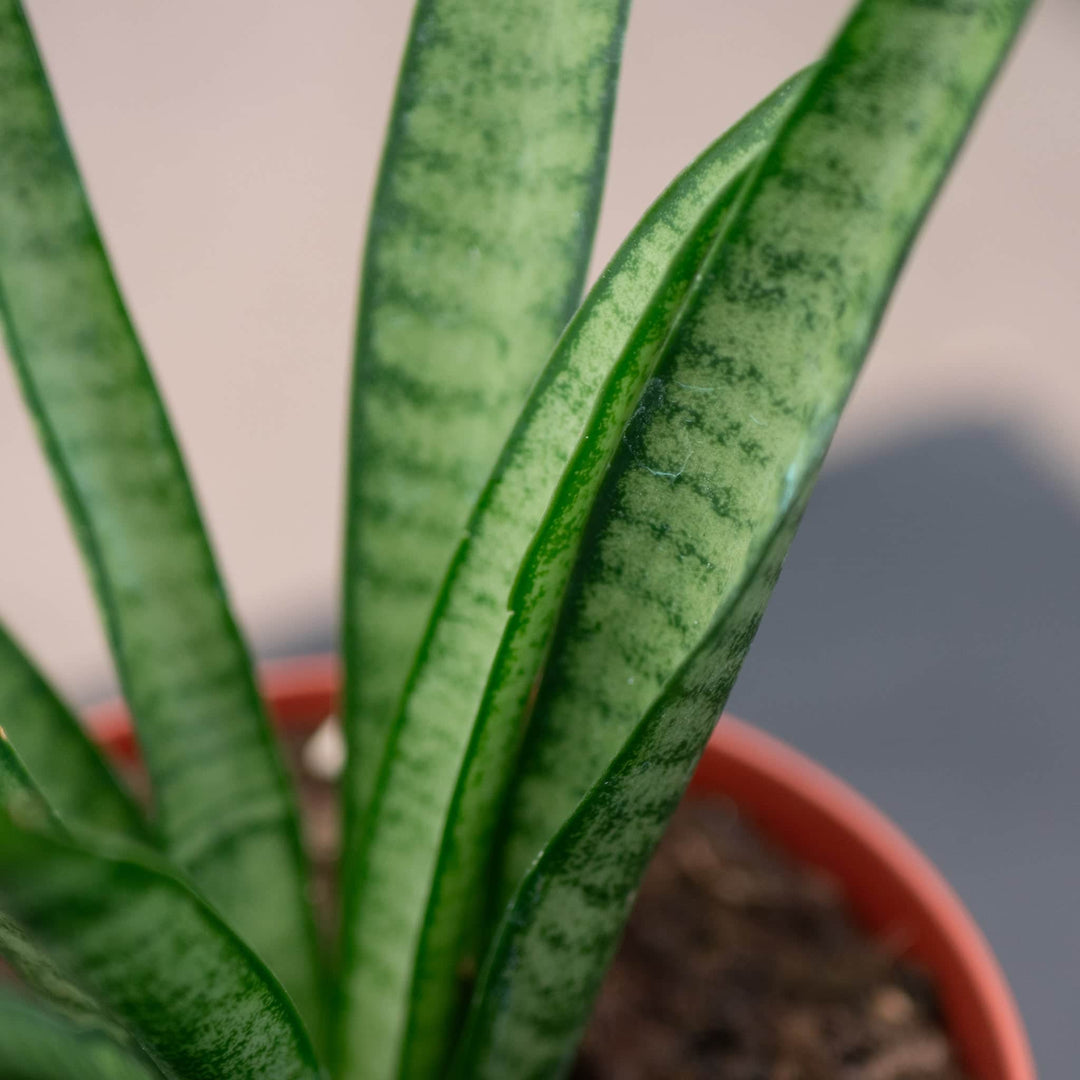 plants like a snake plant Sansevieria 'Lilliput'