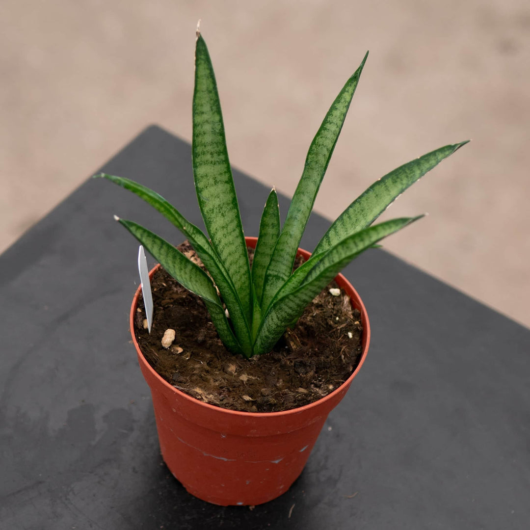 Gabriella Plants Sansevieria 4" Sansevieria 'Lilliput'