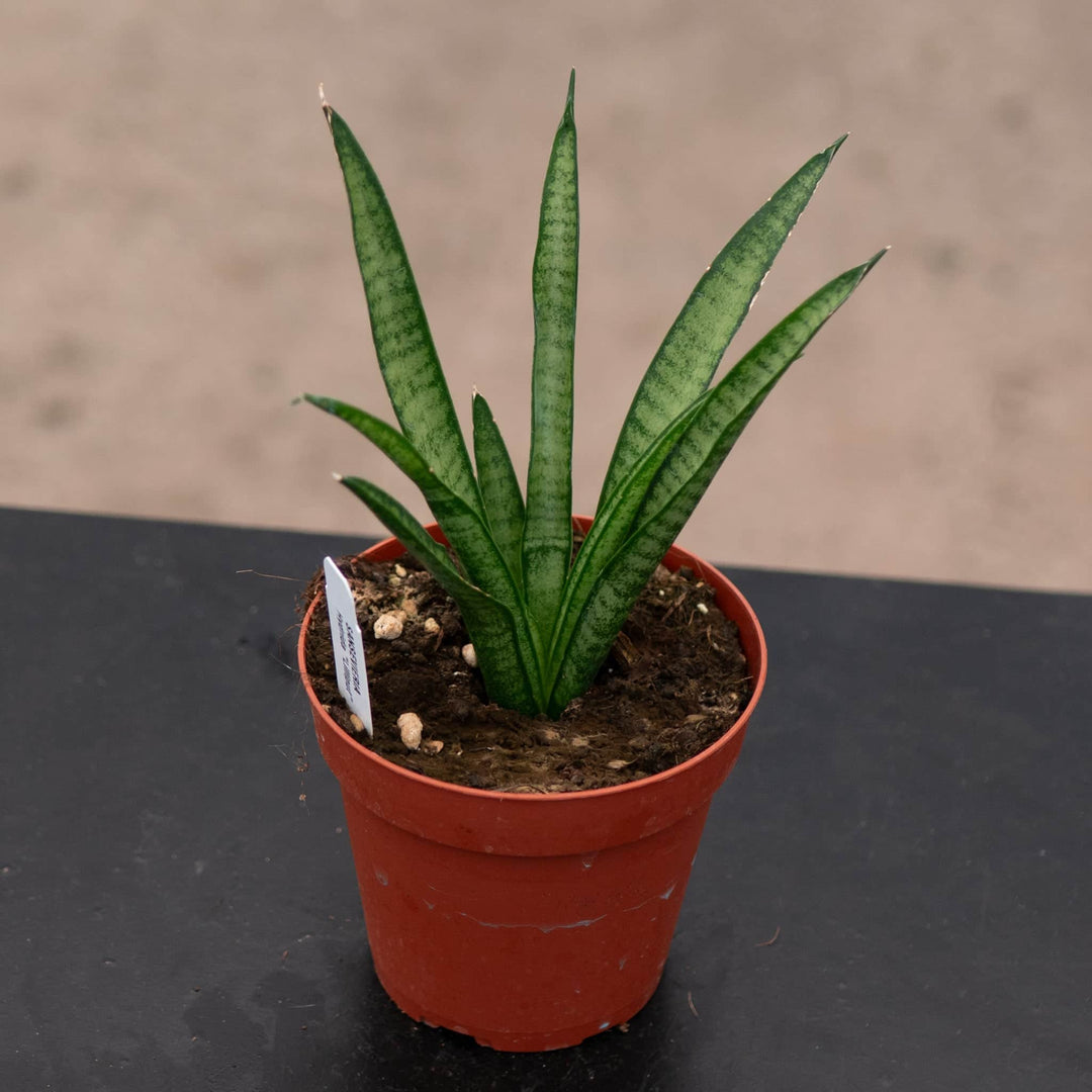 house plant similar to snake plant Sansevieria 'Lilliput'