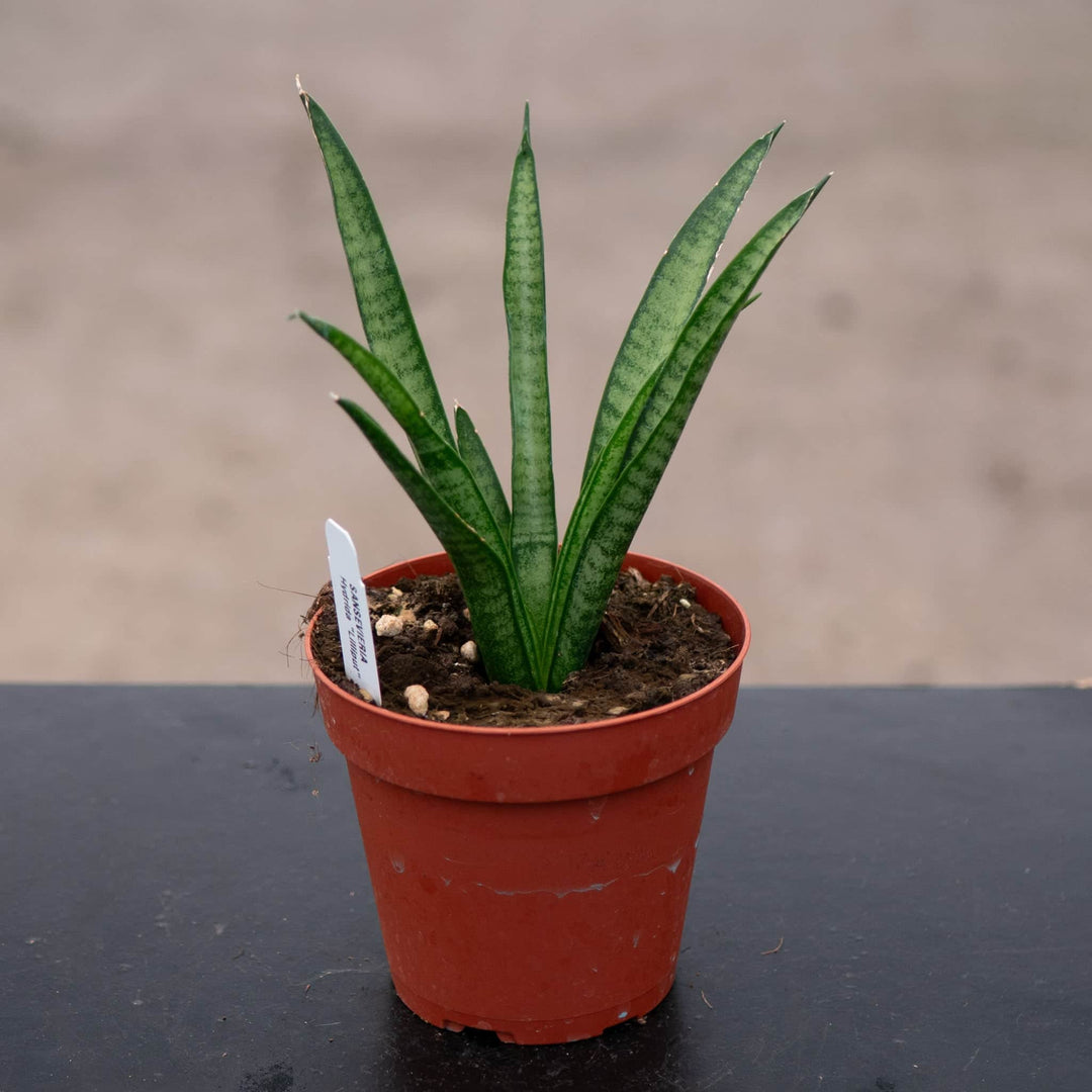 short looking snake plant Sansevieria 'Lilliput'