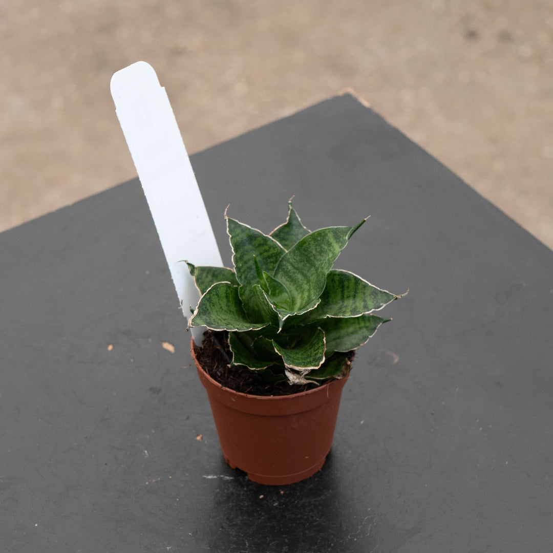 Gabriella Plants Sansevieria Hybrid 2" Sansevieria 'Mahanakorn'