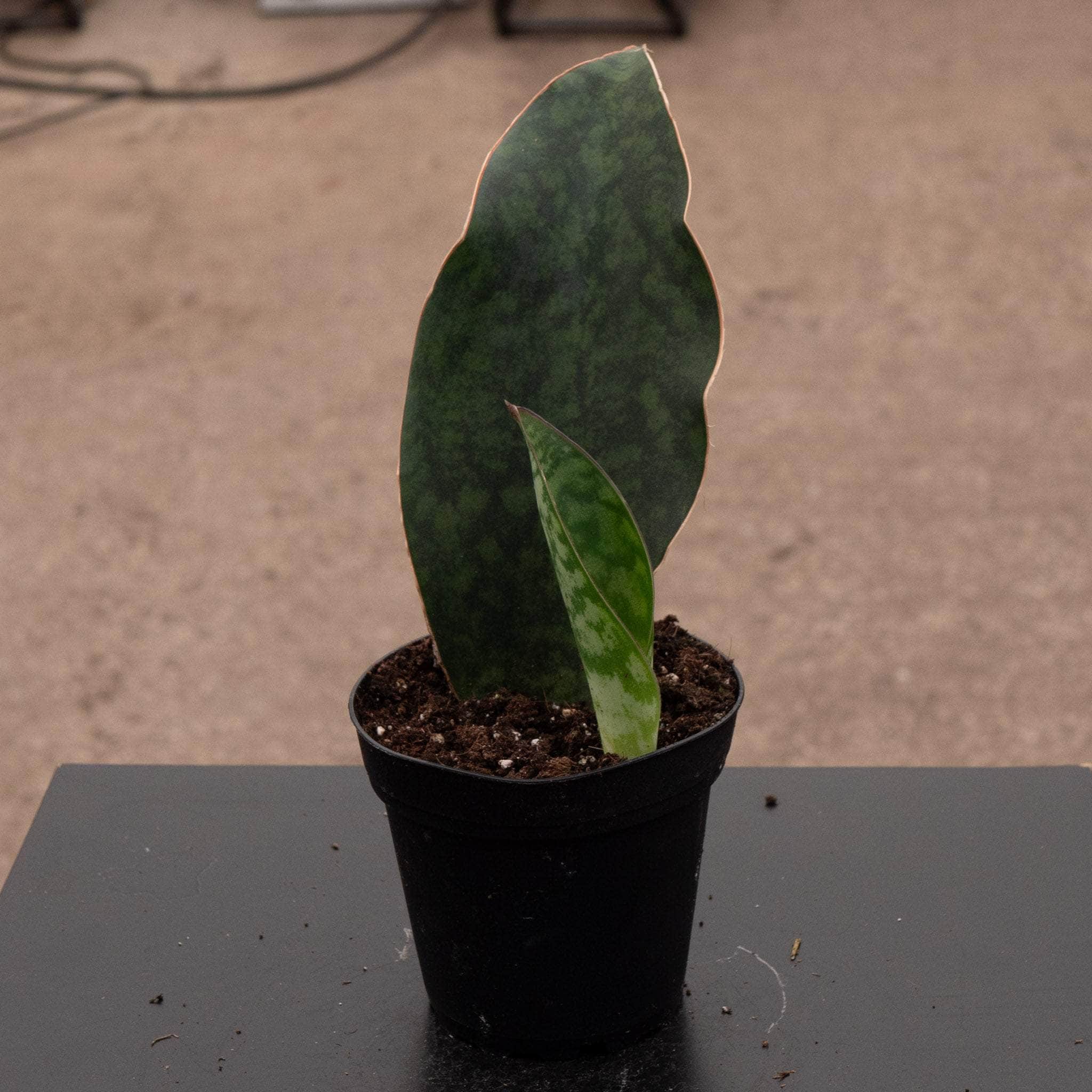 Sansevieria masoniana 