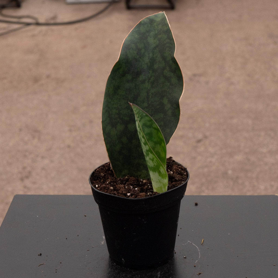 best soil for whale fin sansevieria Sansevieria masoniana "Whale Fin"