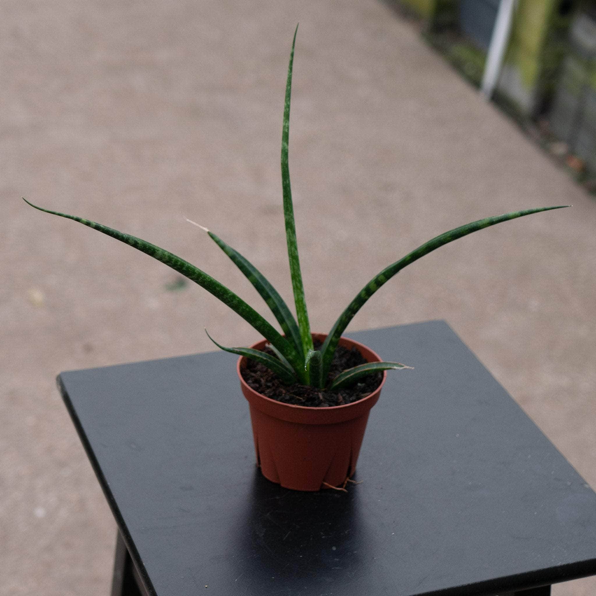 sansevieria fernwood mikado - snake plant Sansevieria 'Mikado'
