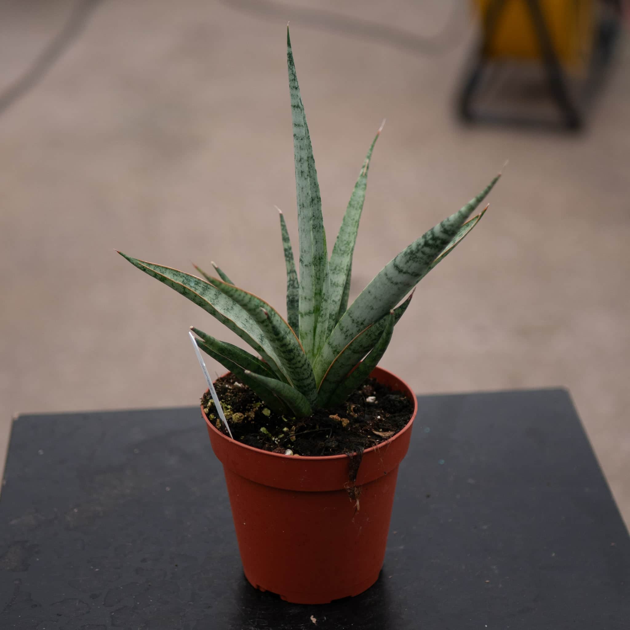 Sansevieria 'Mikado Icicle' - Gabriella Plants