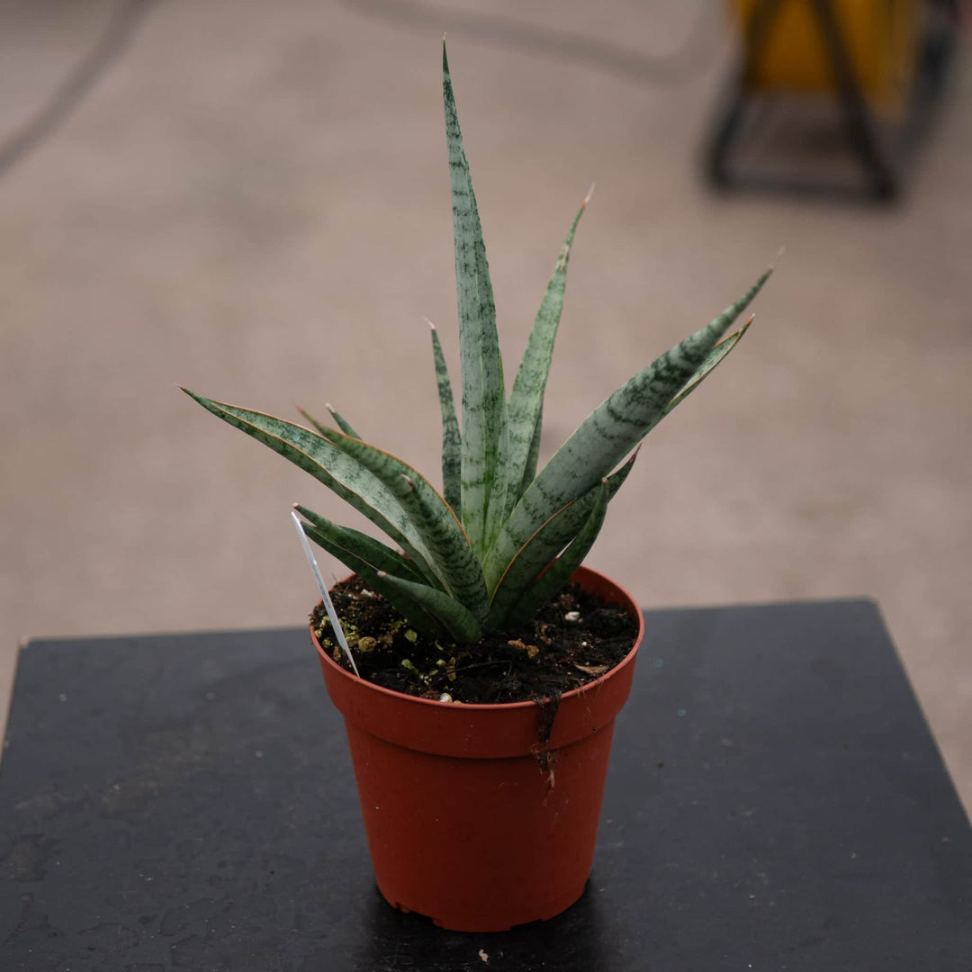 sansevieria mediopicta Sansevieria 'Mikado Icicle'