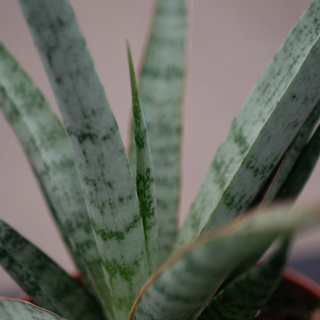 sansevieria mohawk Sansevieria 'Mikado Icicle'