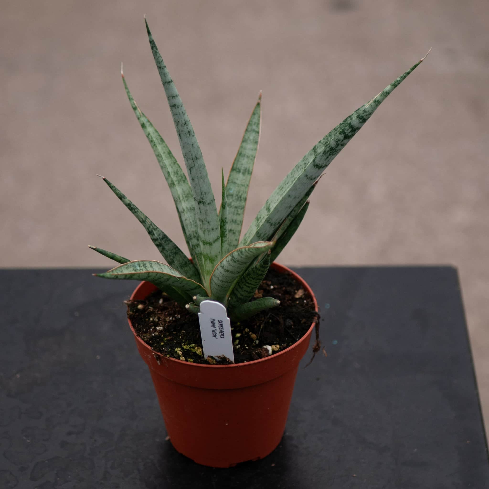 Sansevieria 'Mikado Icicle' - Gabriella Plants