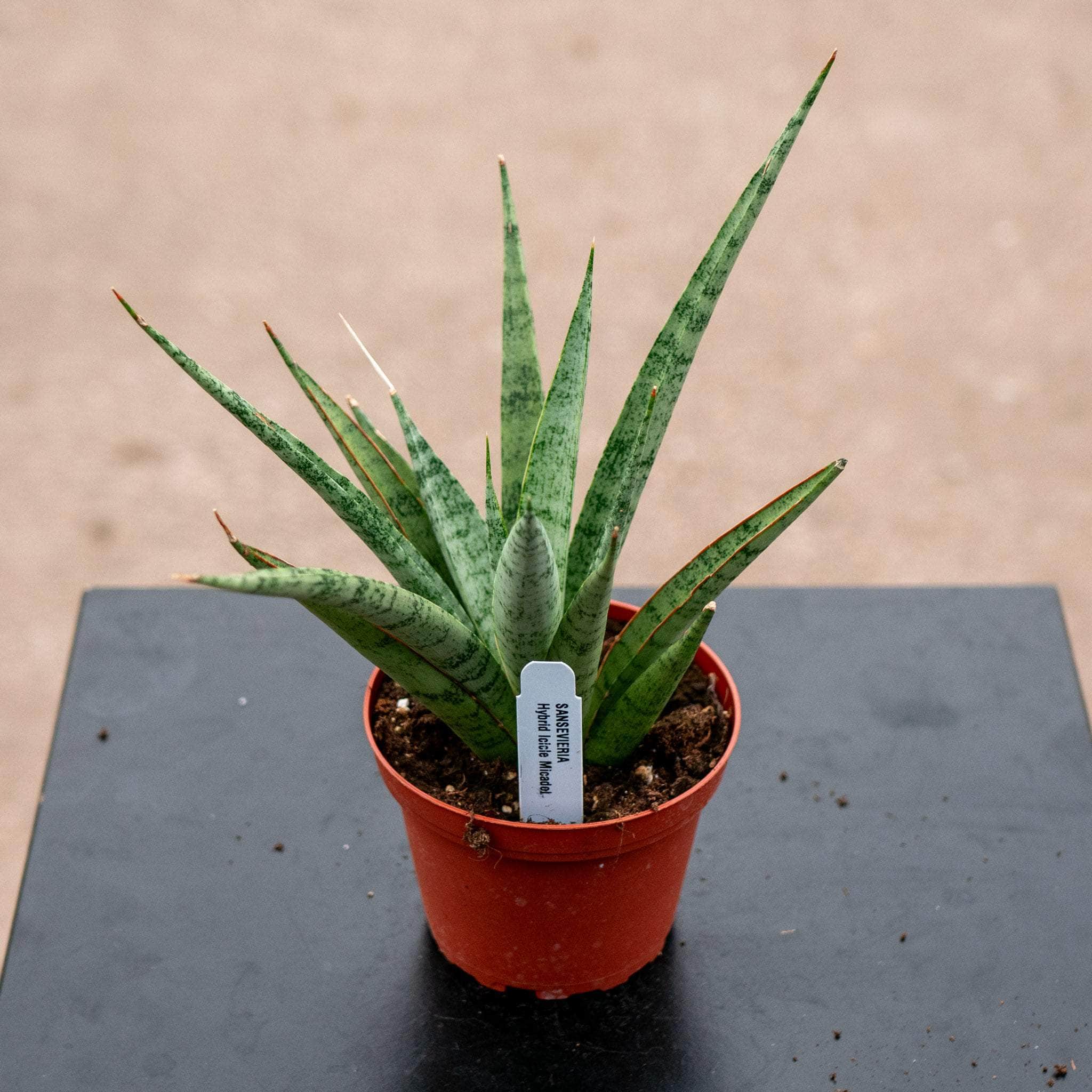 Sansevieria 'Mikado Icicle' - Gabriella Plants