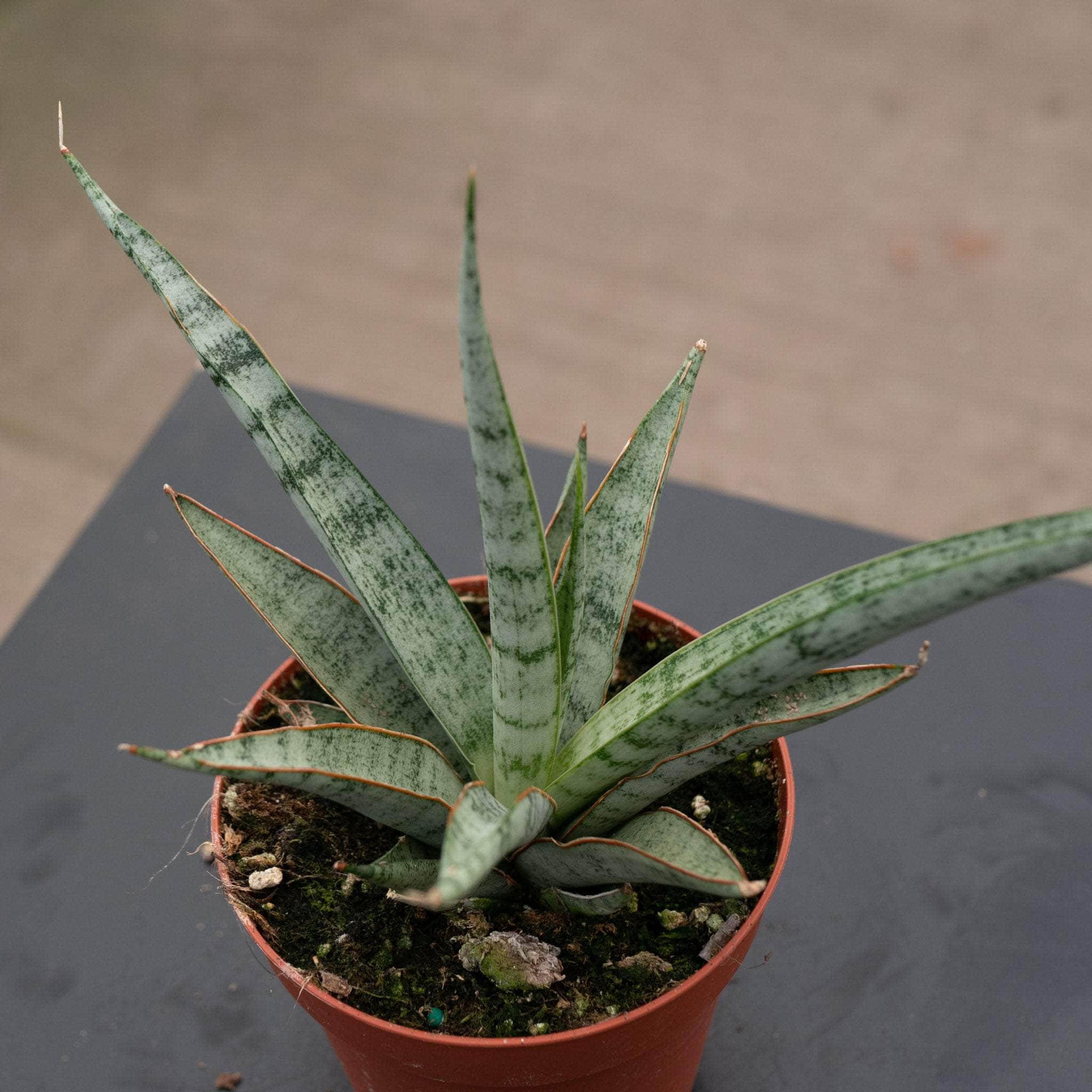 Sansevieria 'Mikado Icicle' - Gabriella Plants