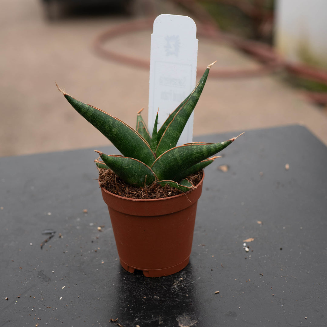 sansevieria hybrid plant Sansevieria 'Prabu' Hybrid