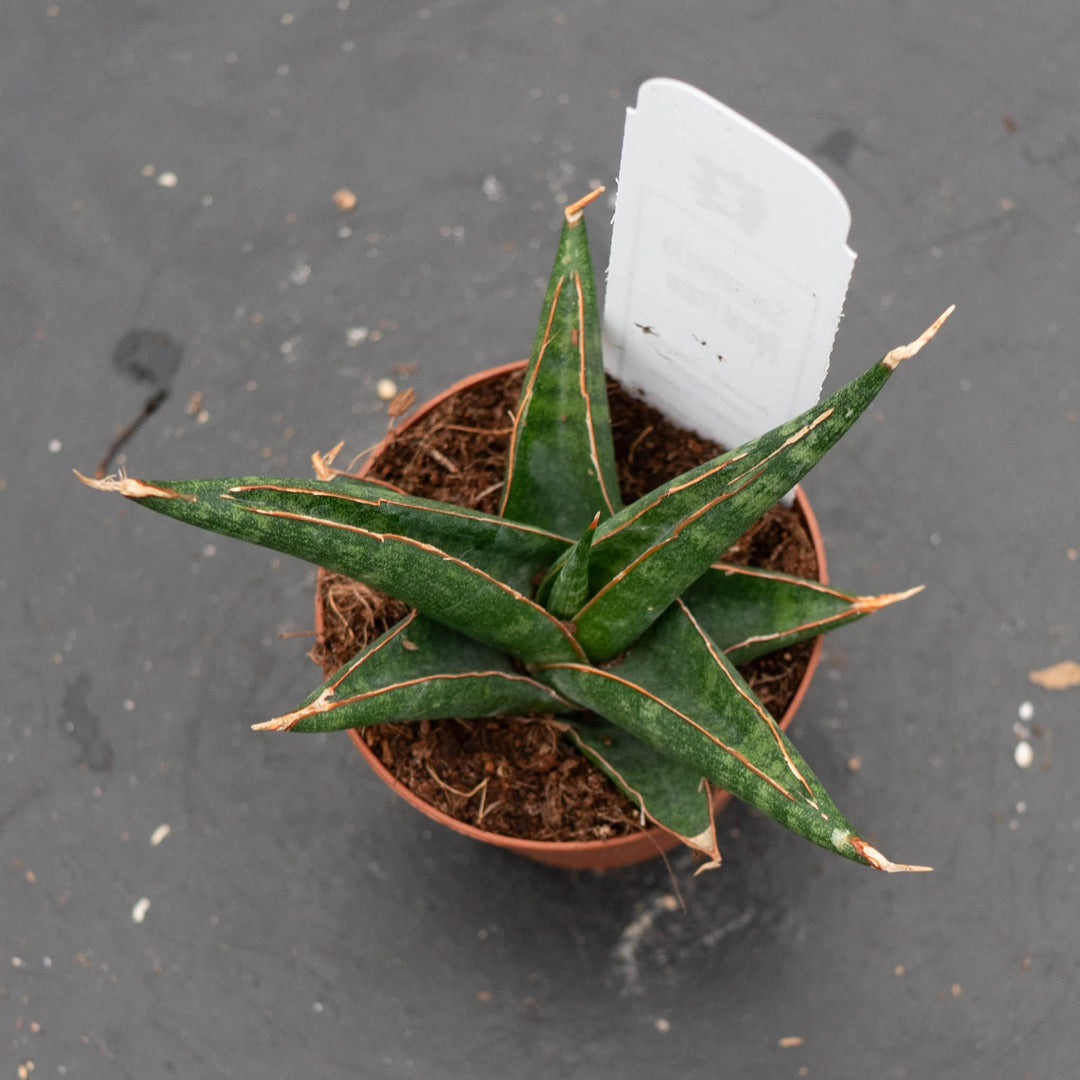 Gabriella Plants Sansevieria Hybrid 2" Sansevieria 'Prabu' Hybrid