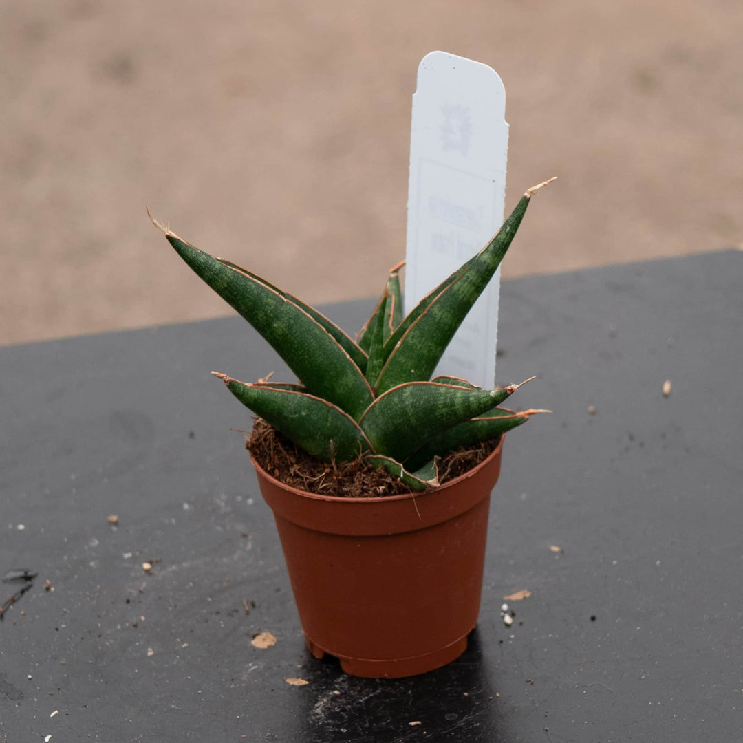 sansevieria all night star Sansevieria 'Prabu' Hybrid