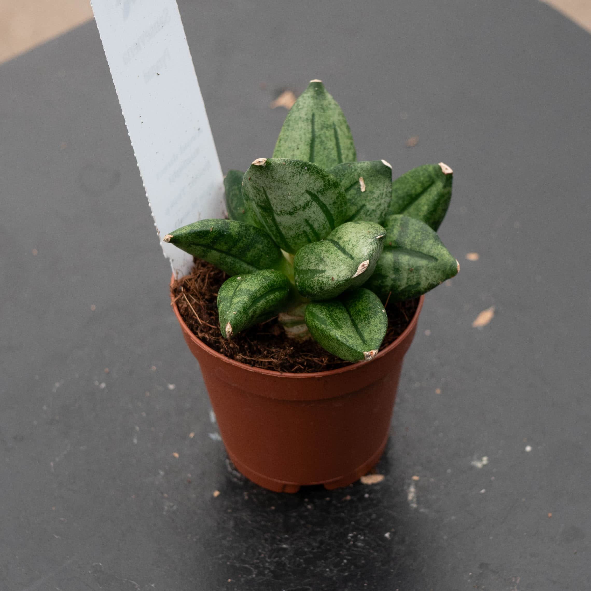sansevieria super Sansevieria 'Pyramid'