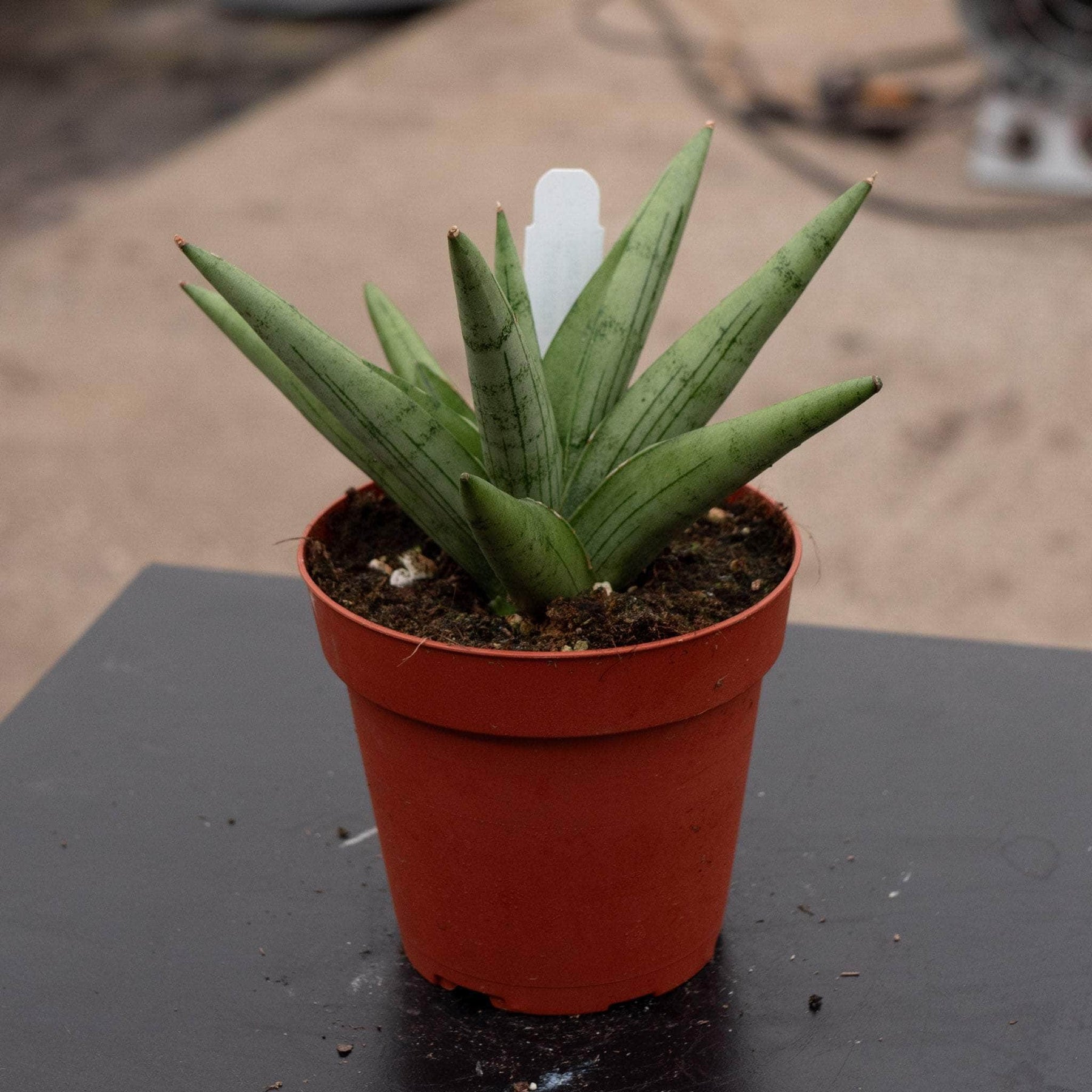 sansevieria silver fox Sansevieria 'Silver Crown'