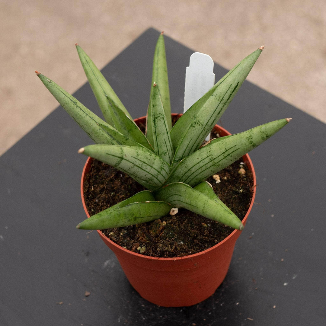 sansevieria singers silver Sansevieria 'Silver Crown'