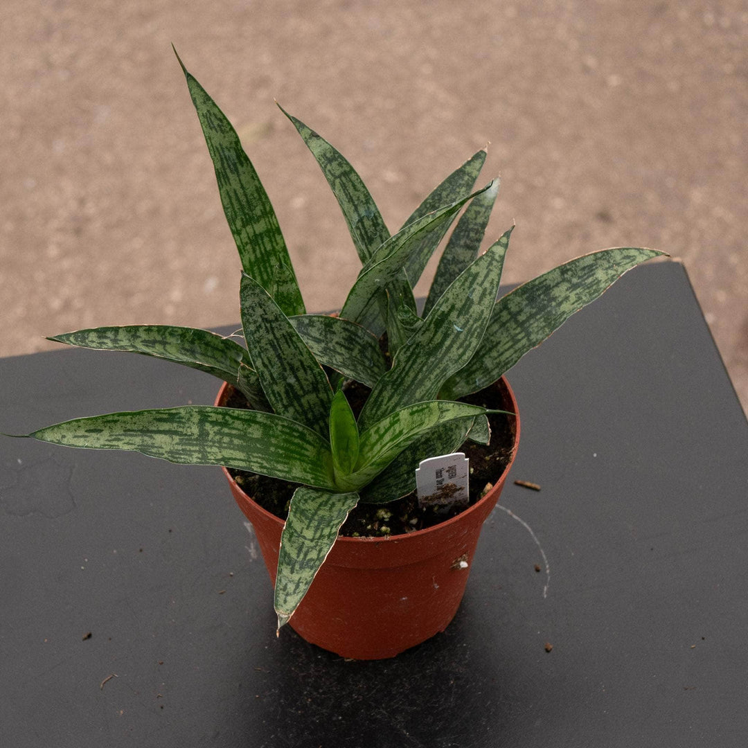 sansevieria hahnii gaster Sansevieria 'Silver Steel'