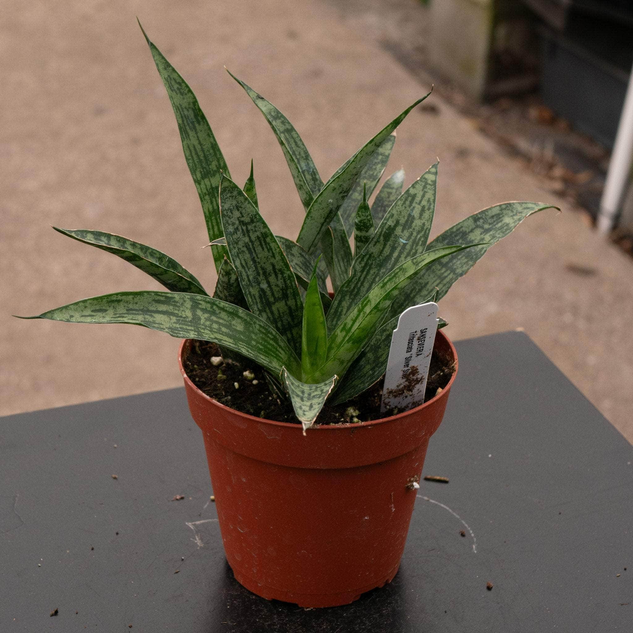 Sansevieria 'Silver Steel'