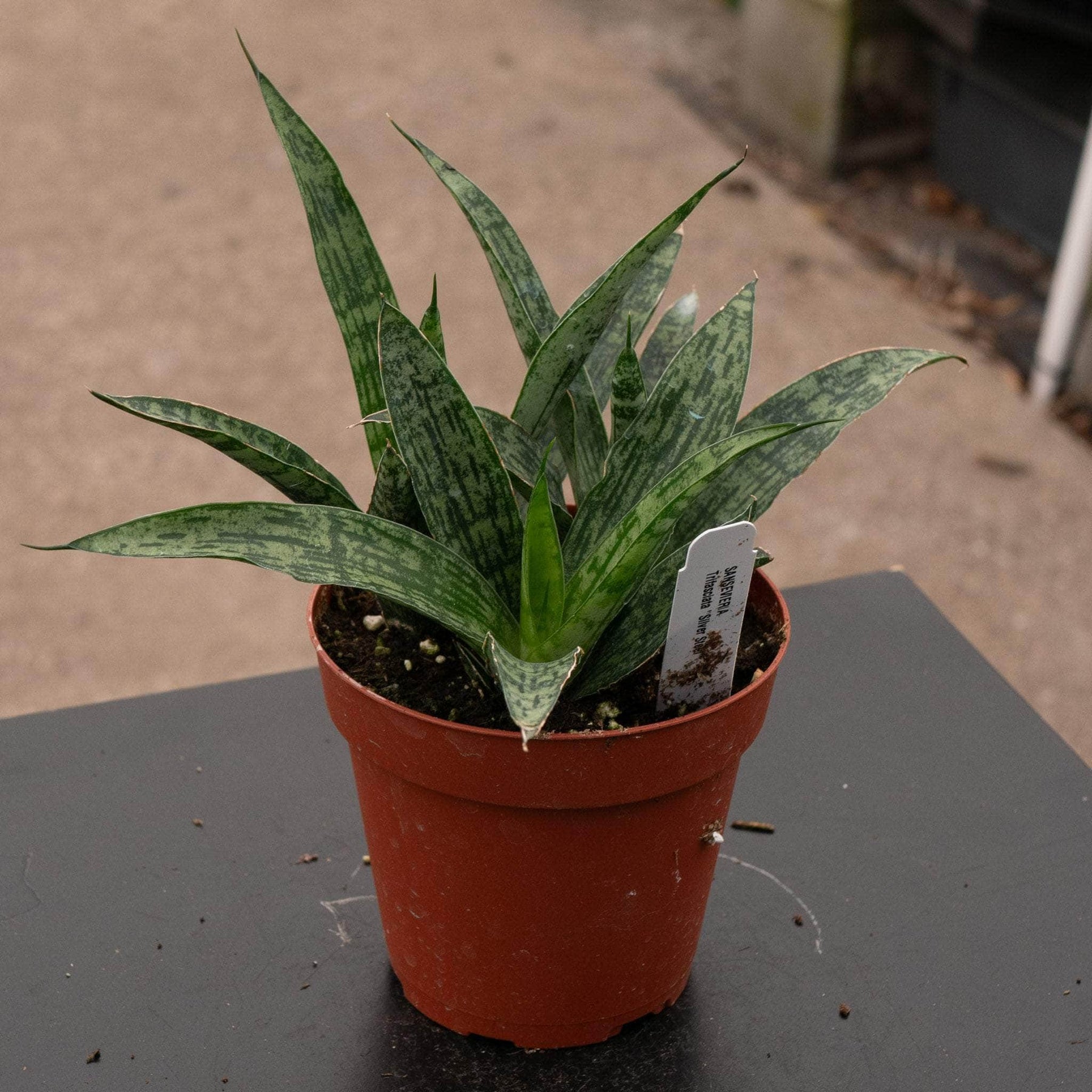 steel sansevieria Sansevieria 'Silver Steel'