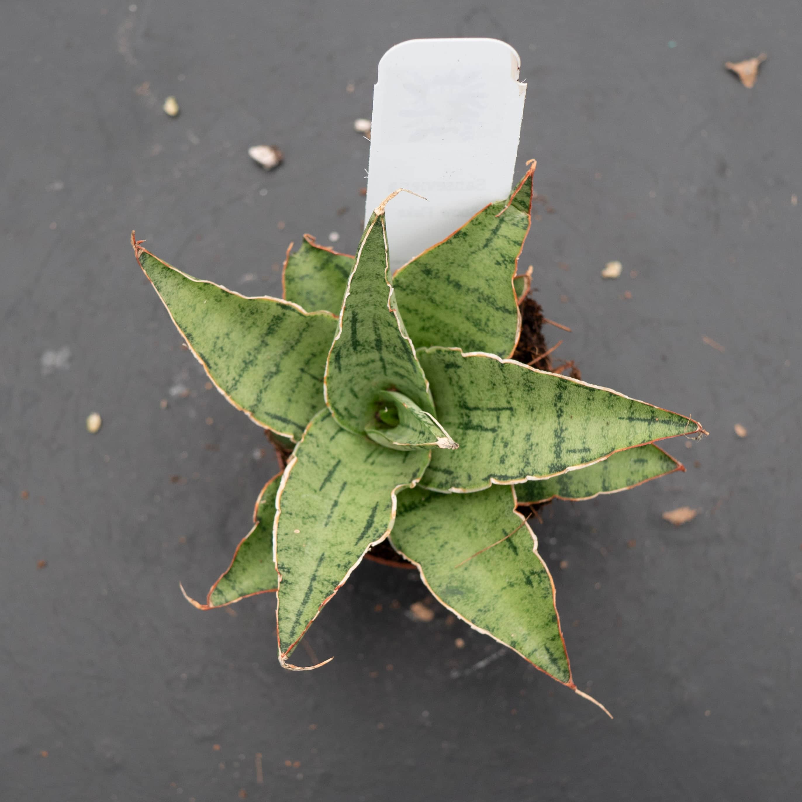 Sansevieria 'Snowflake' - Gabriella Plants