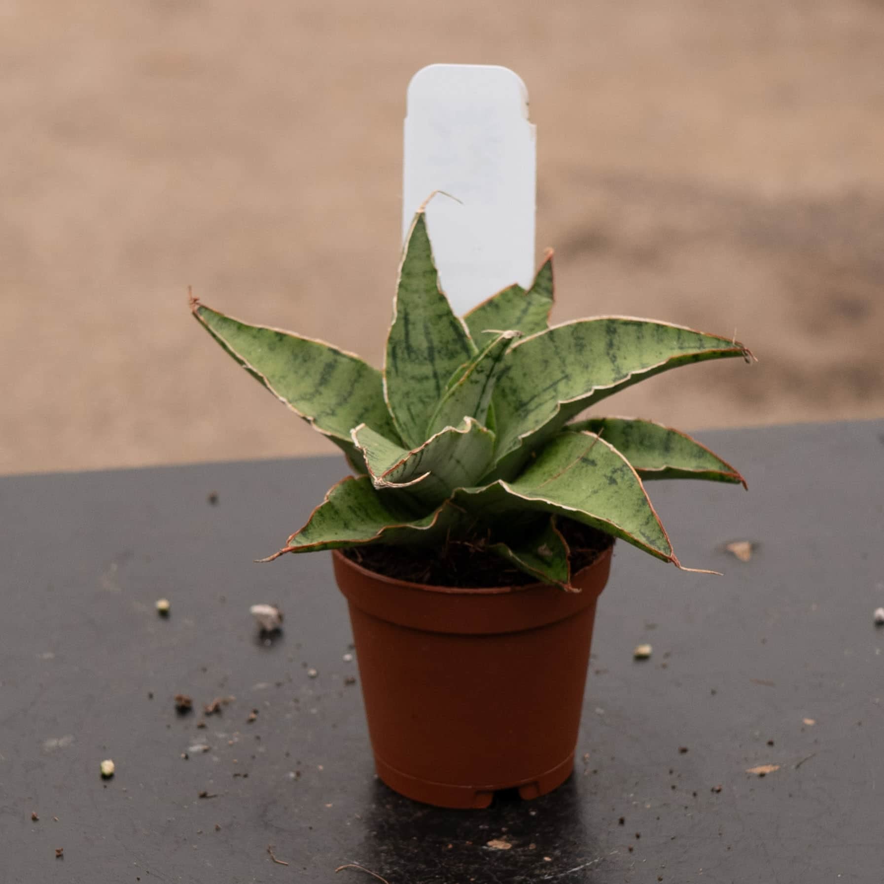 sansevieria thick leaves Sansevieria 'Snowflake'