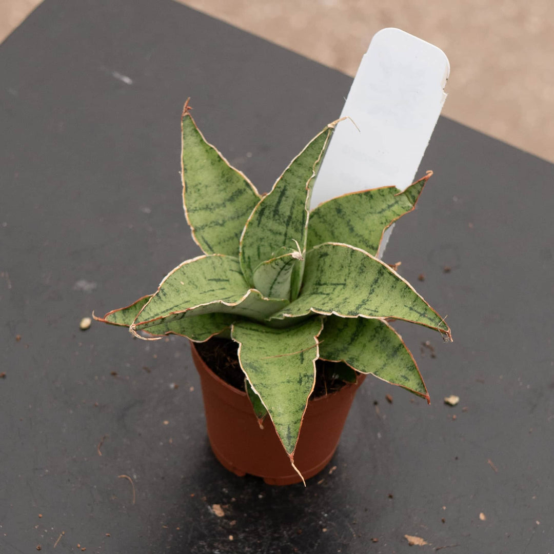 blue star snake plant Sansevieria 'Snowflake'