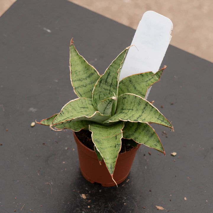 Gabriella Plants Sansevieria 2" Sansevieria 'Snowflake'