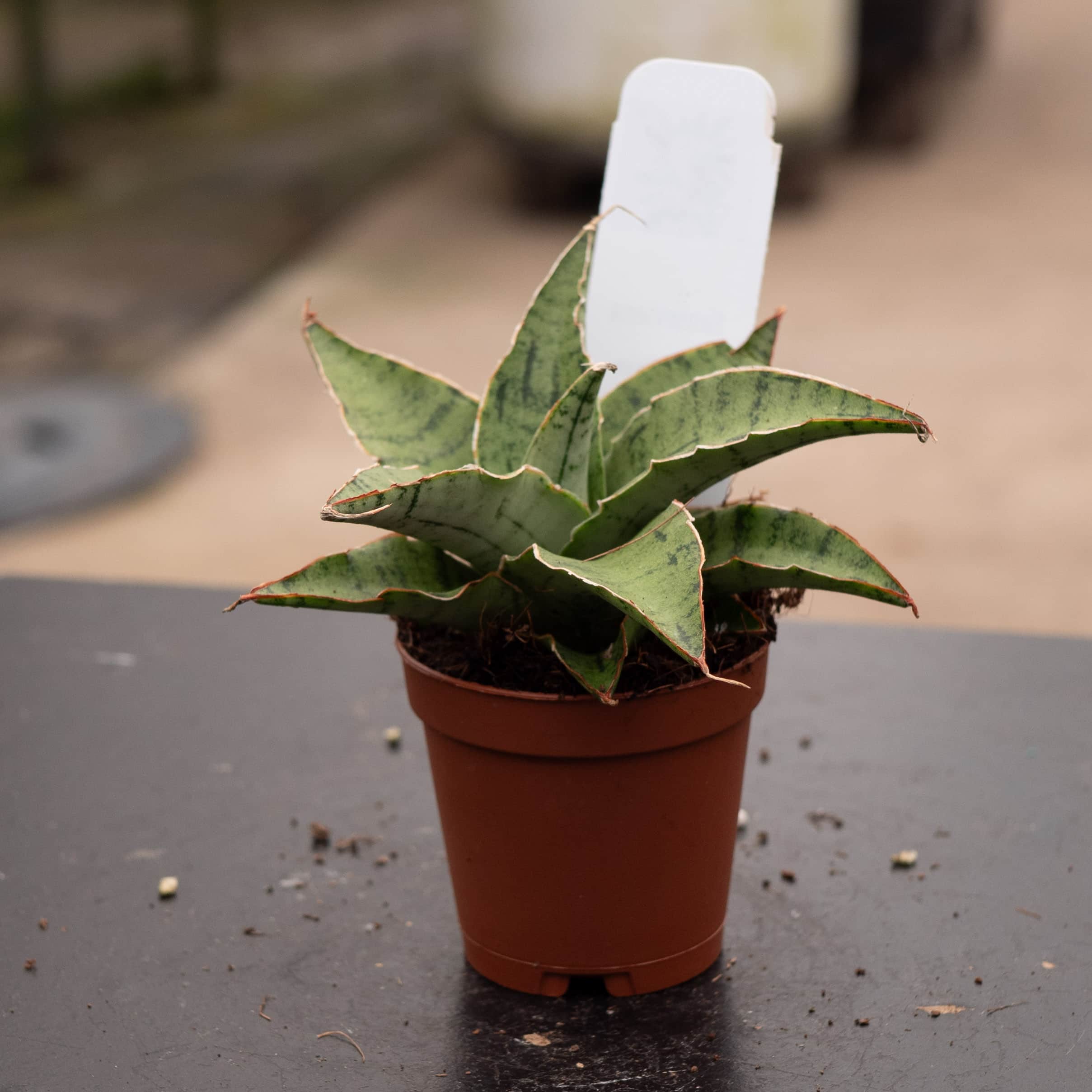 Sansevieria 'Snowflake' - Gabriella Plants
